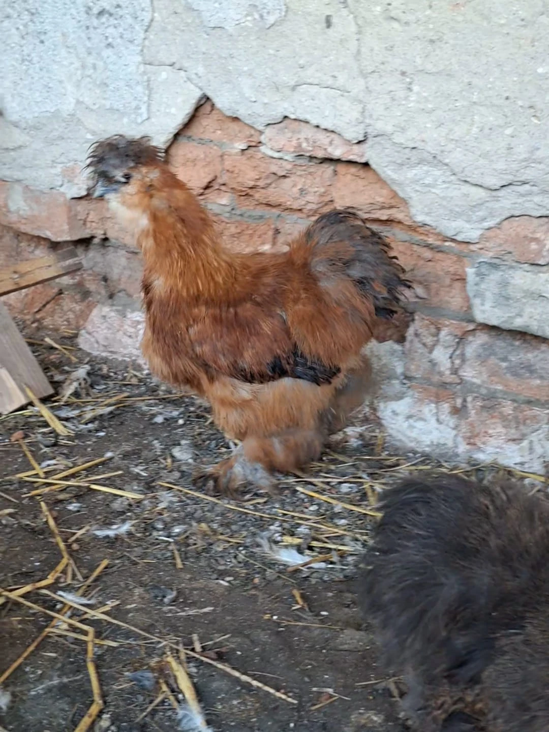 Hedvábnička USA kohouti