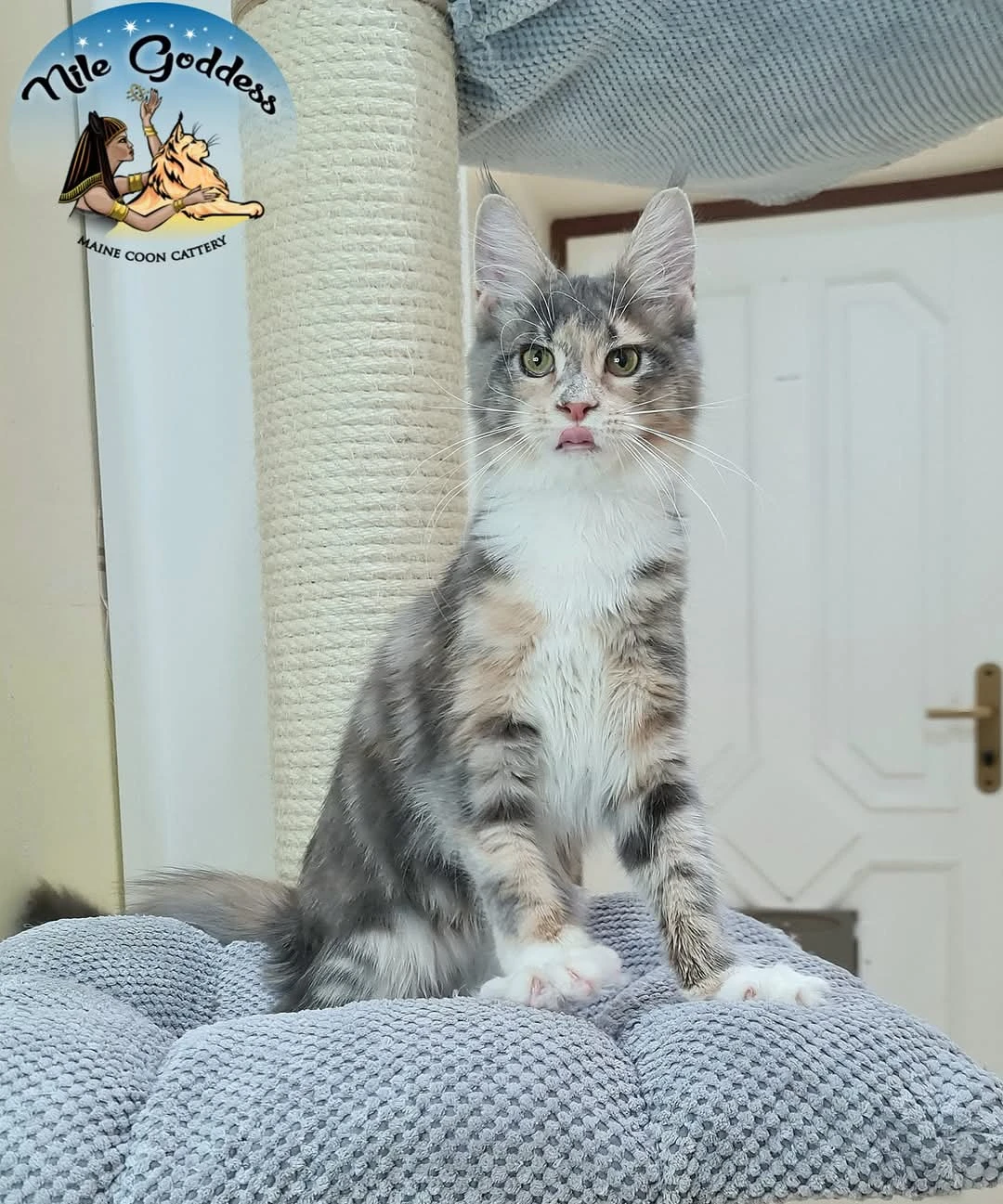 Mainská mývalí kočka s PP