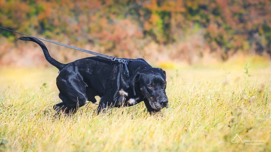Urumaco Louisiánský leopardí pes