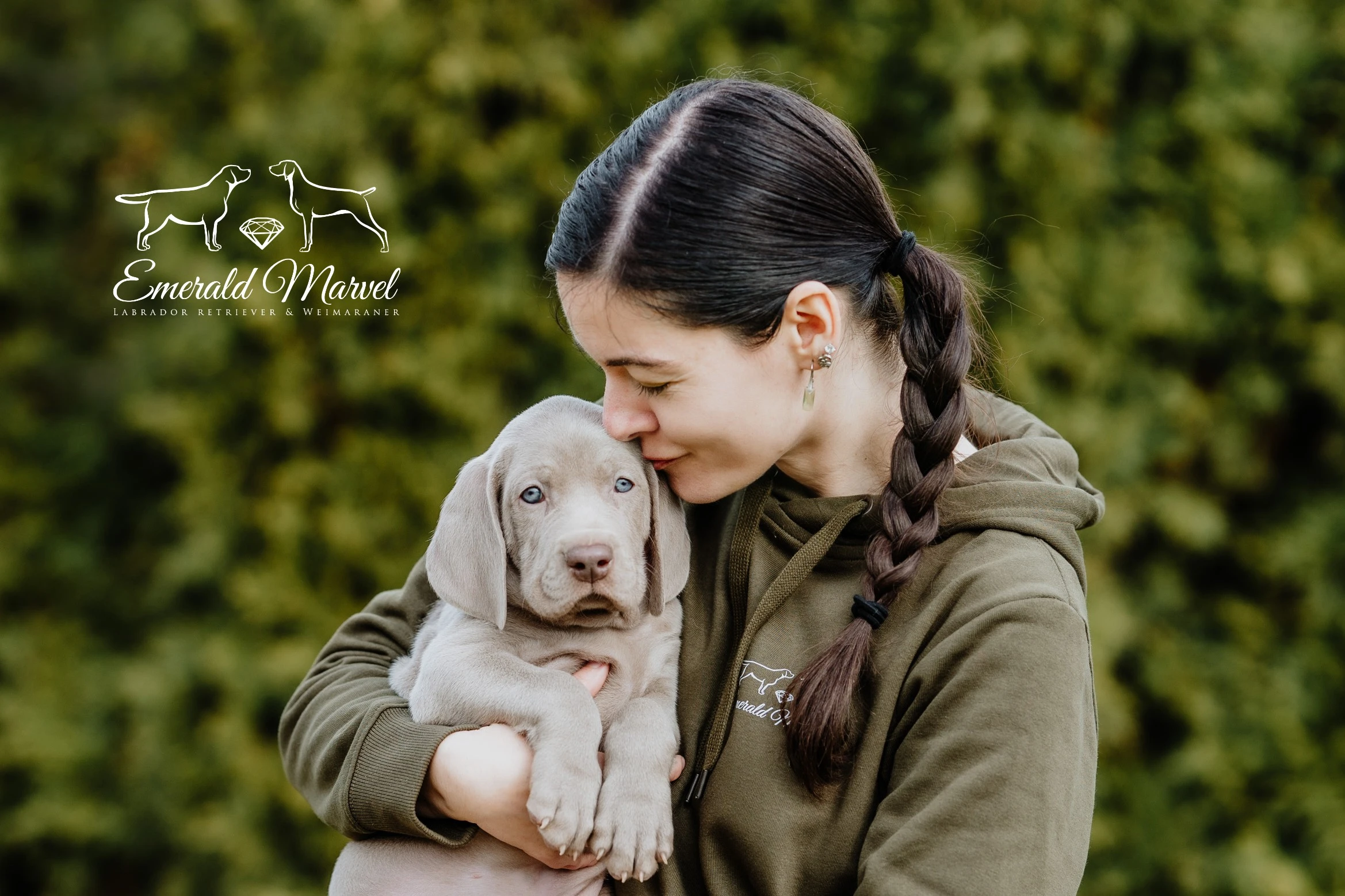 Výmarský ohař krátkosrstý - štěňátka s PP - JARO 2026