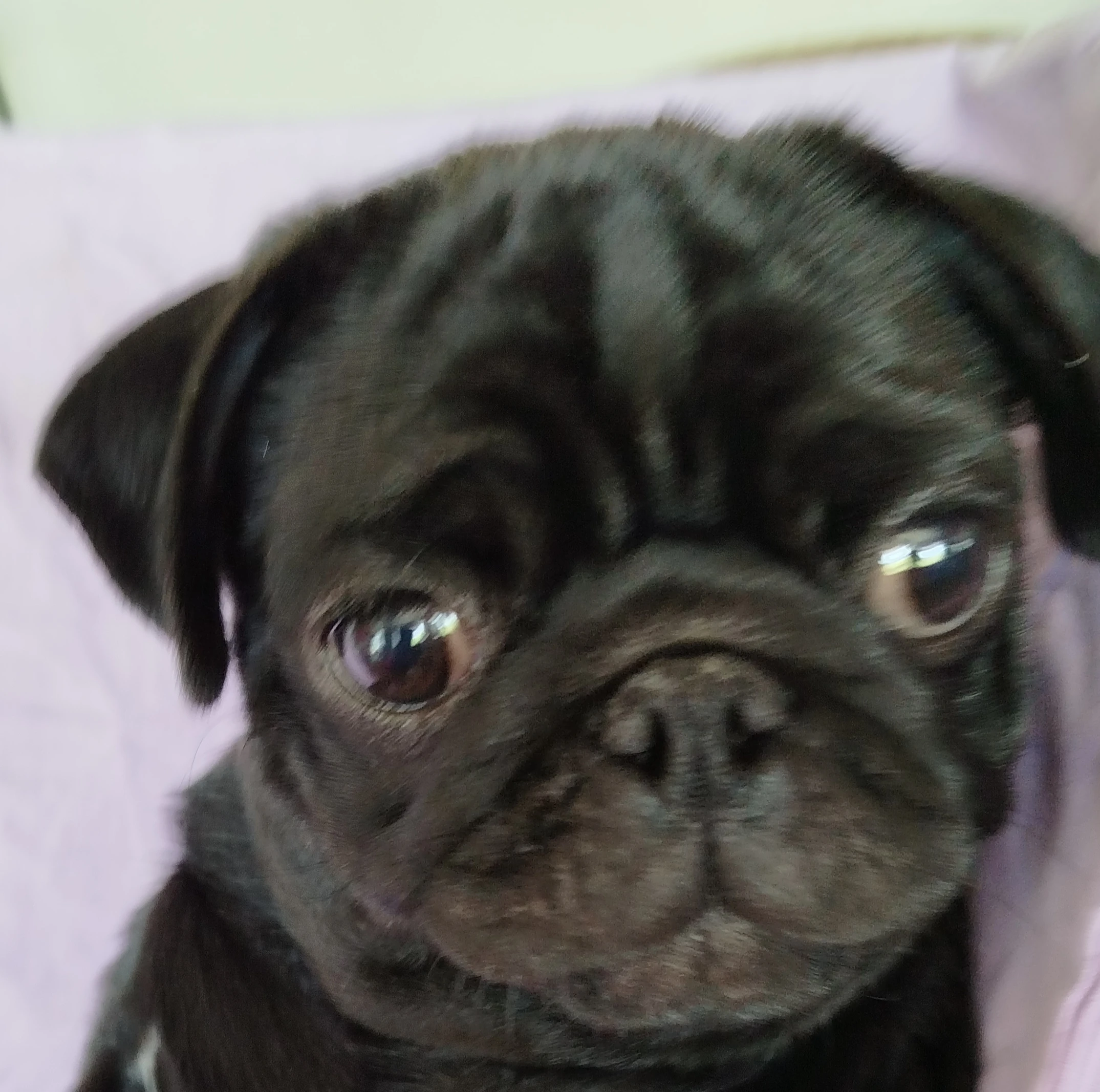 Mops