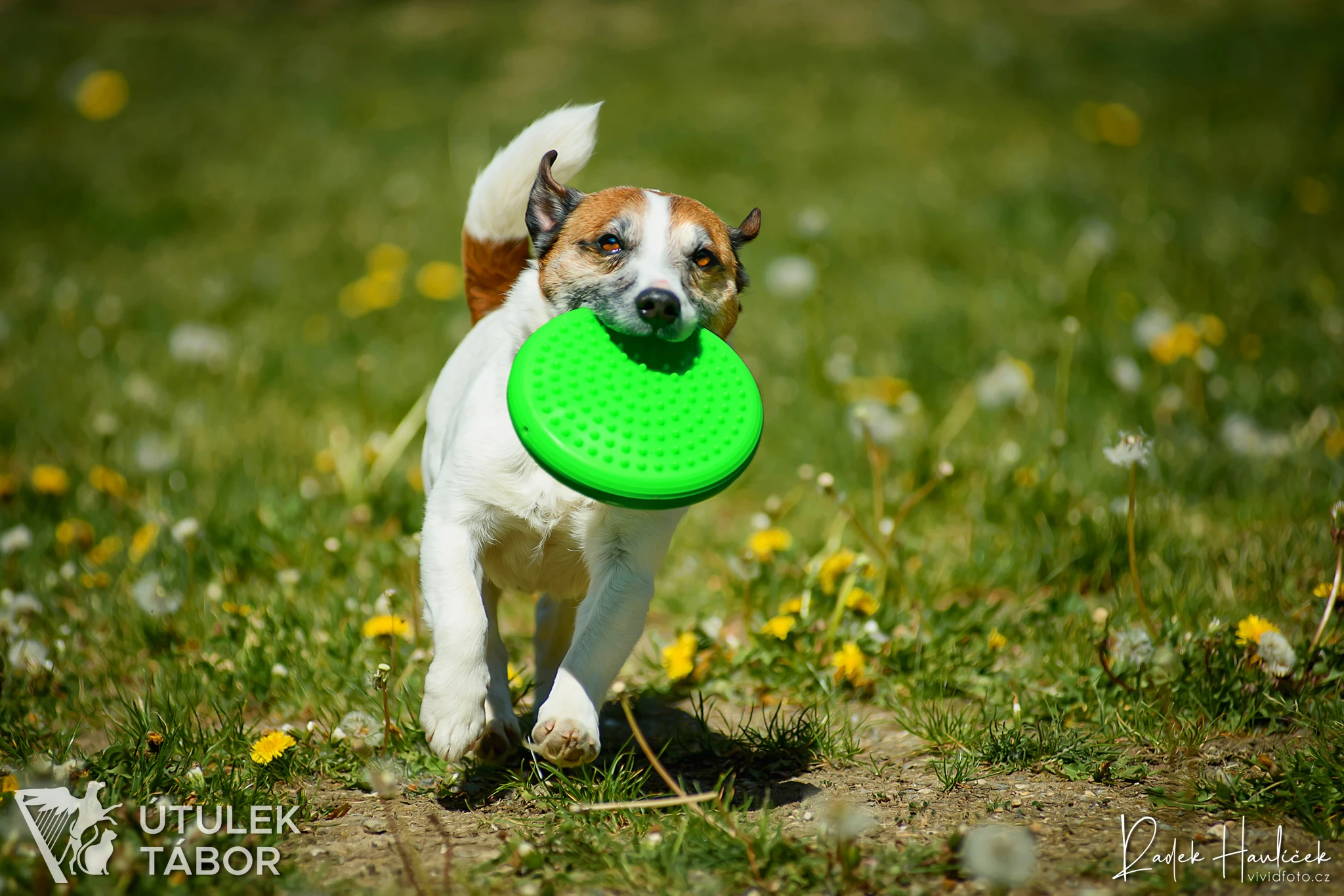 Muffinek  prostě russellík