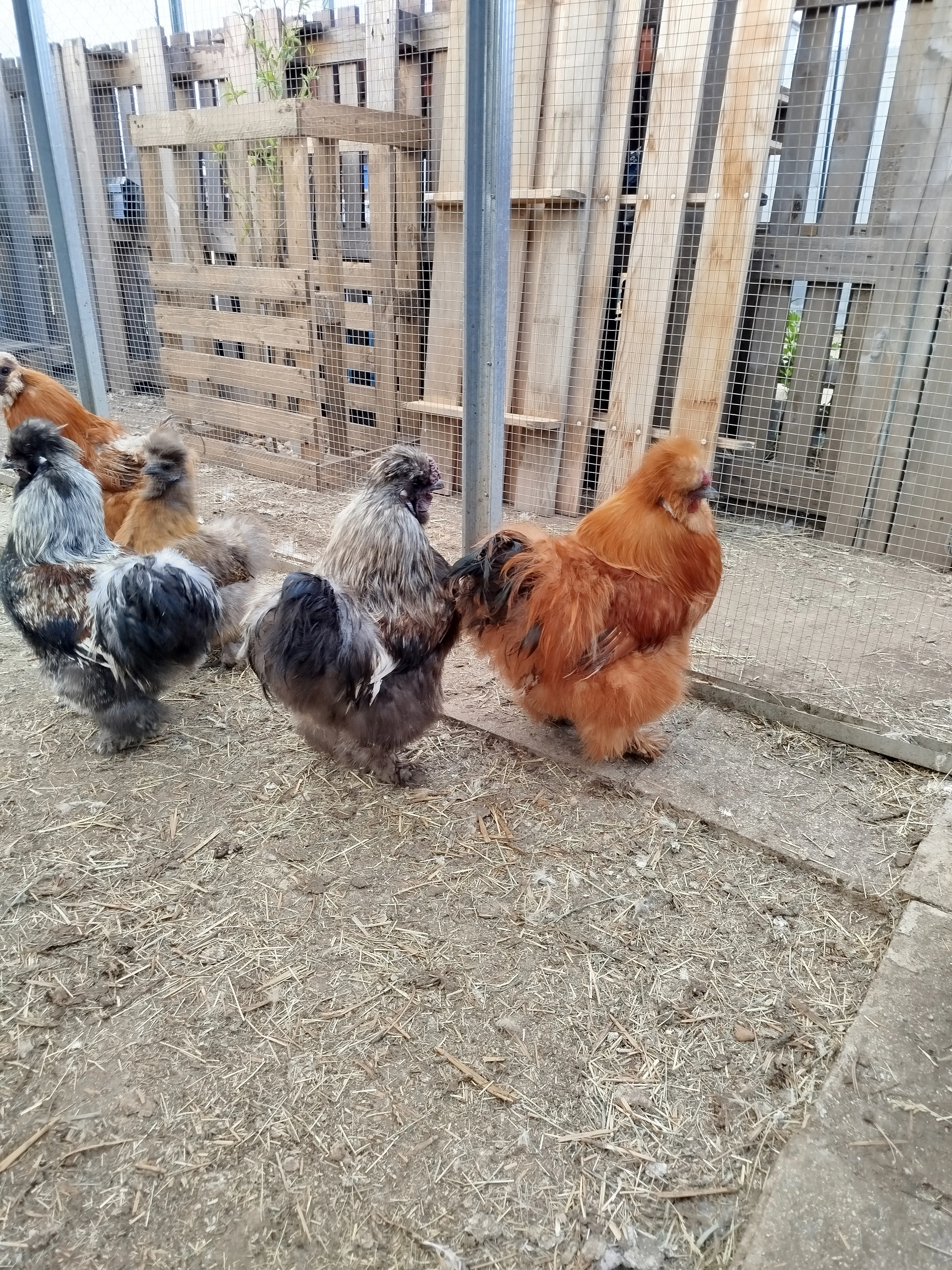 Kohout hedvábničky