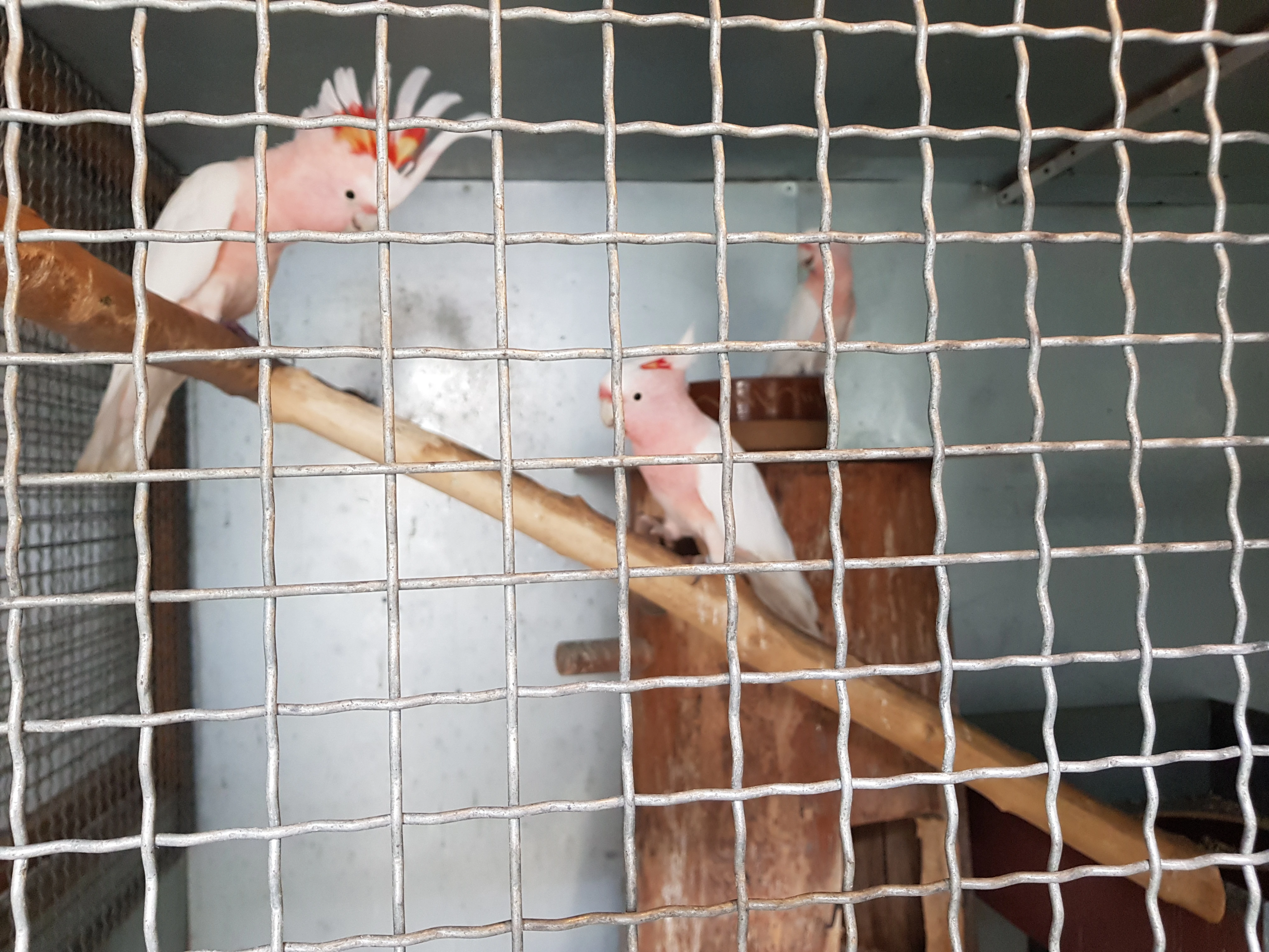 Koupím 1.1 kakadu růžový lutino