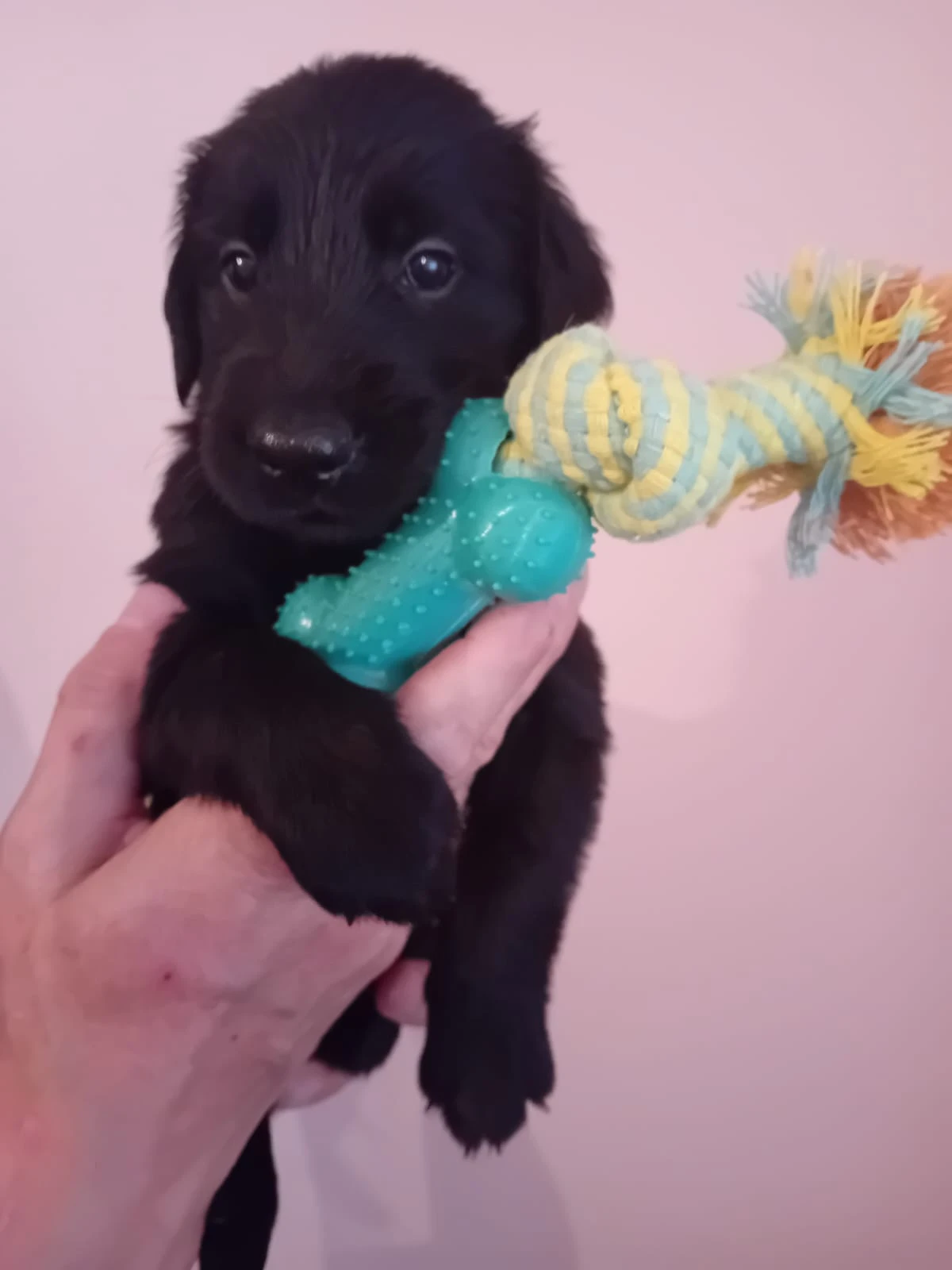 Štěňátka Flat Coated Retriever