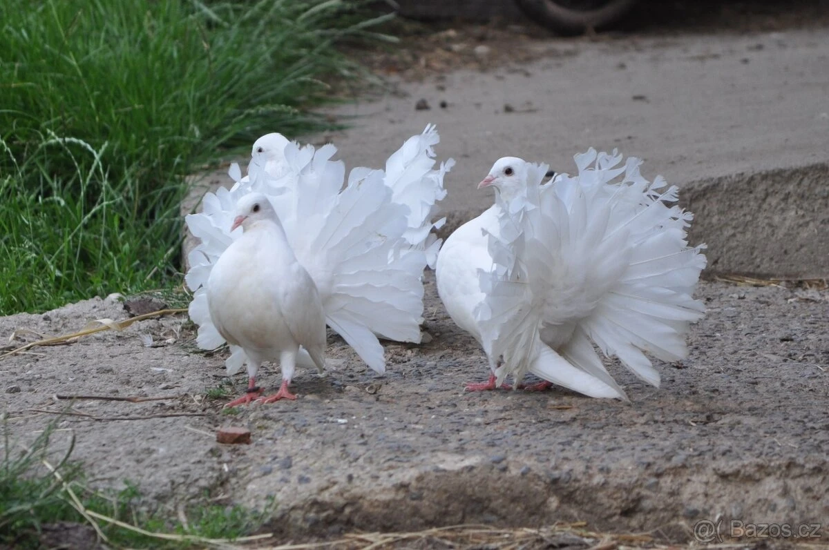 Bílí pávíci z letošního odchovu