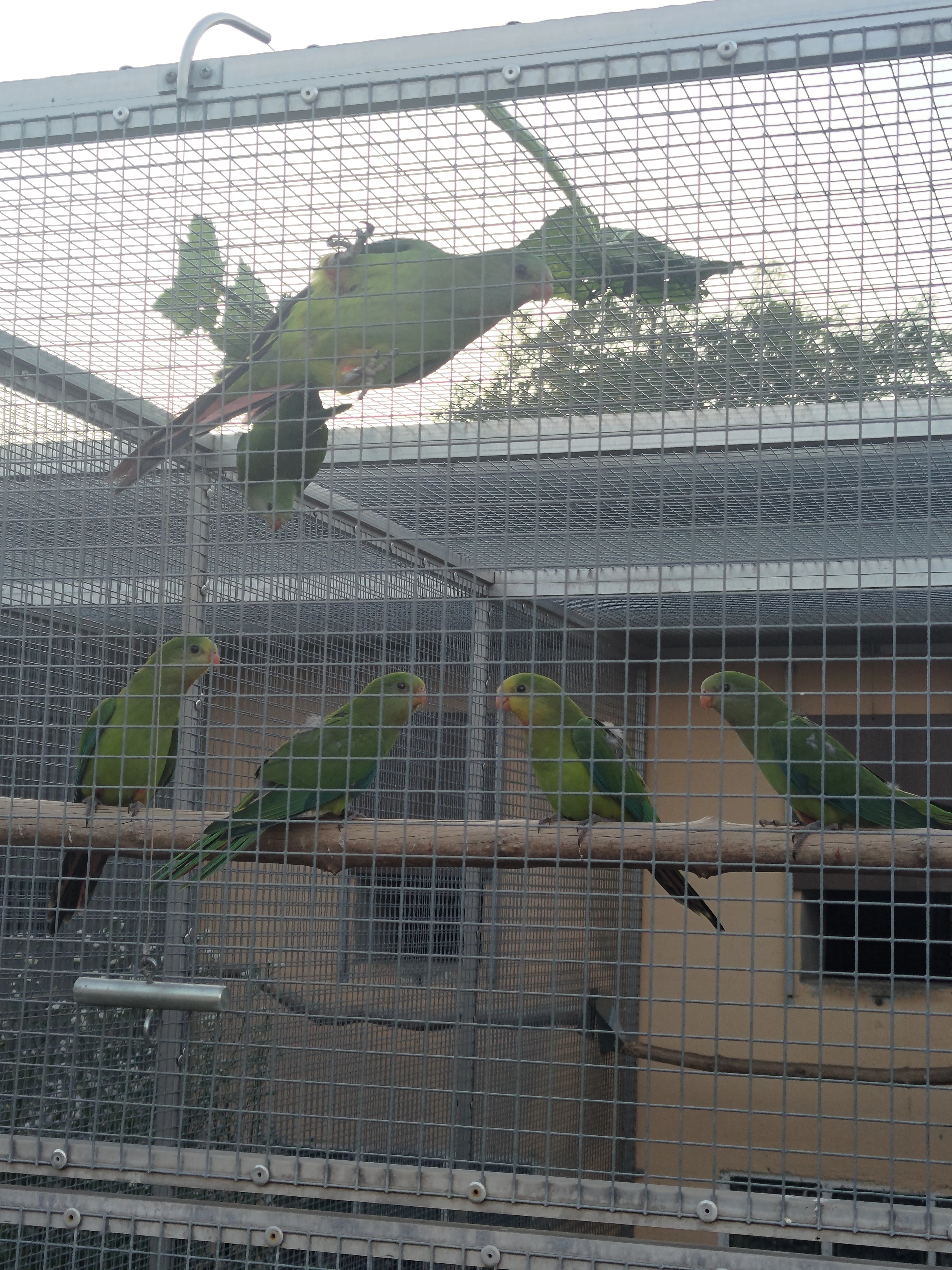 Papoušek nádherný