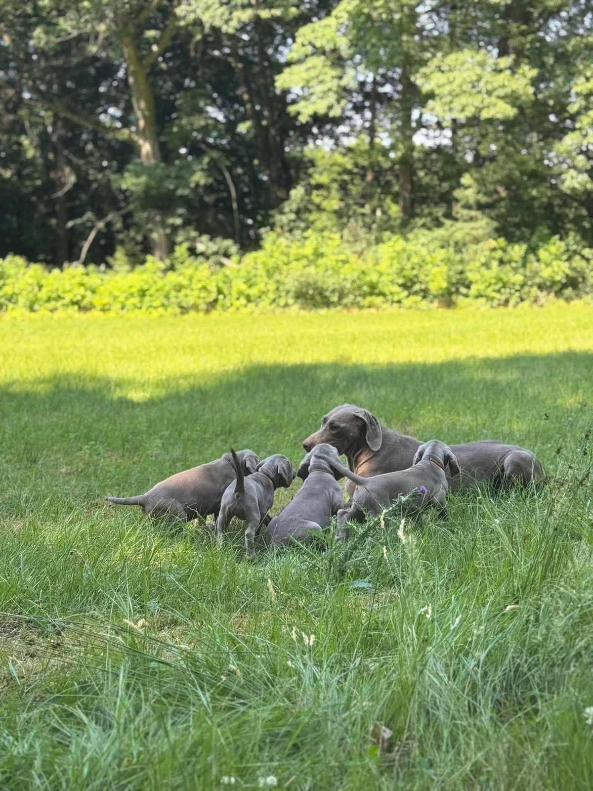 Štěňata výmarského ohaře krátkosrstého - Weimaraner