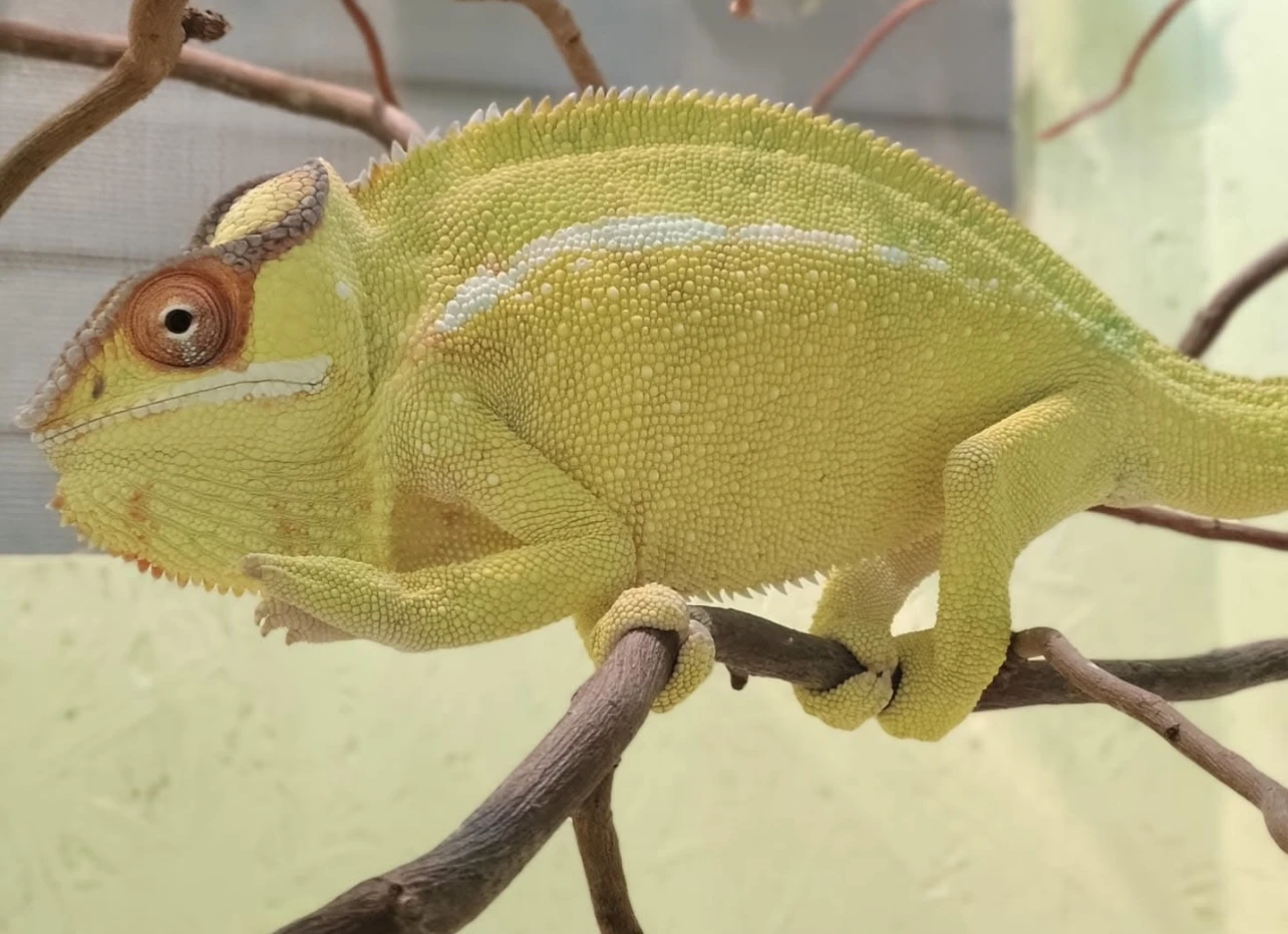 Furcifer pardalis Nosy Mitsio