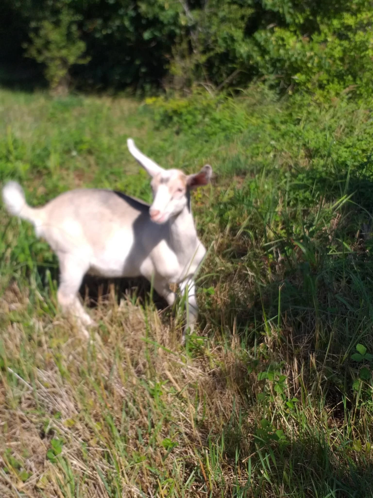 Kůzlata jsou narozená 7.5.2025