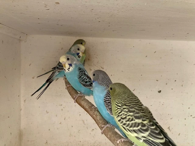 Andulky do chovu, odchov 2025