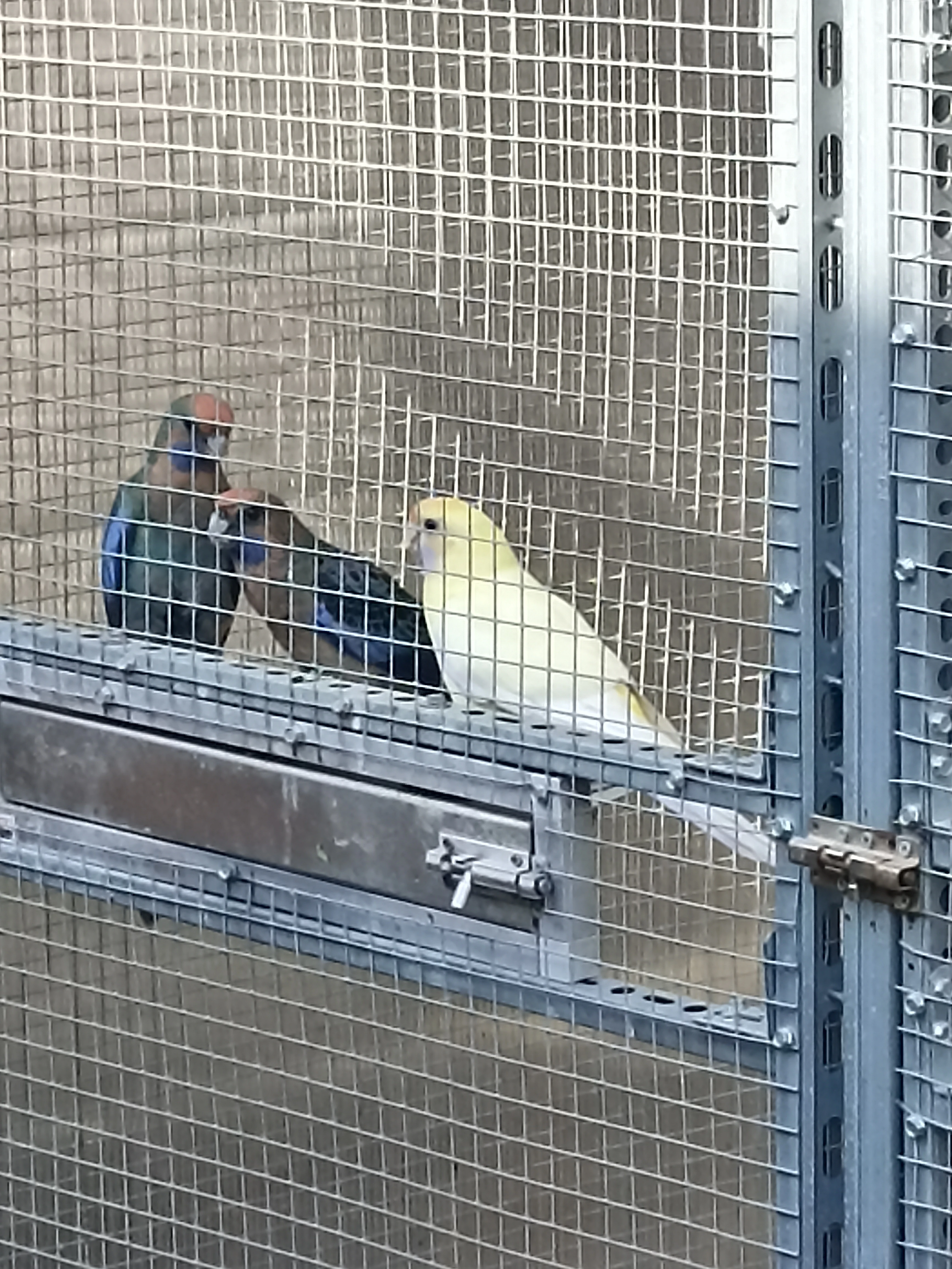 Rozela penant - štěpáci