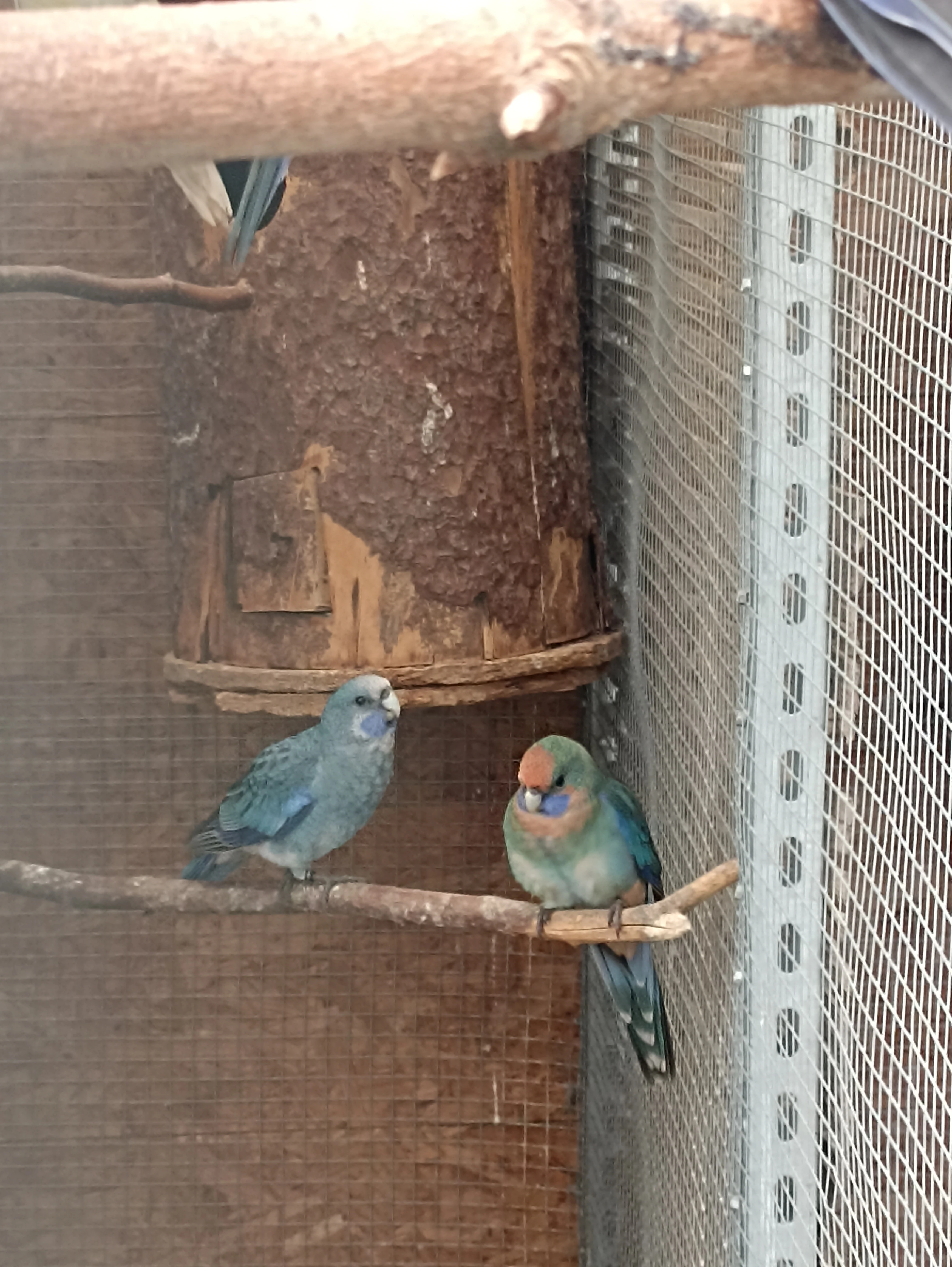 Rozela penant - štěpáci