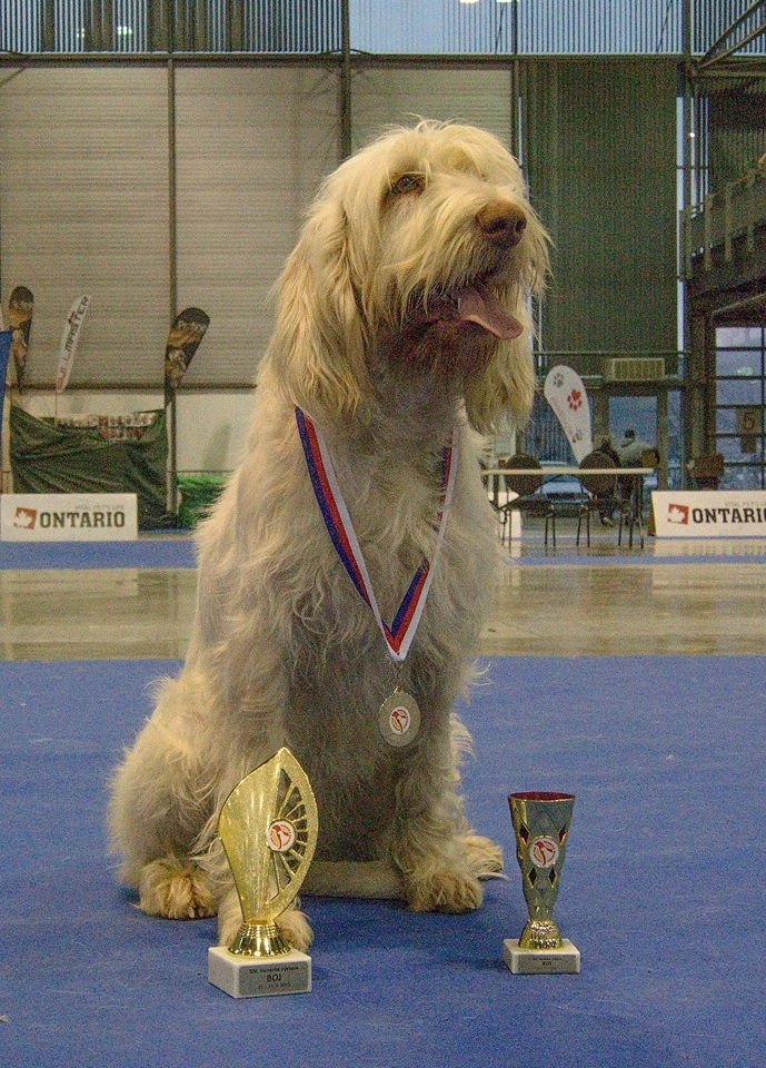 Italský spinone štěně