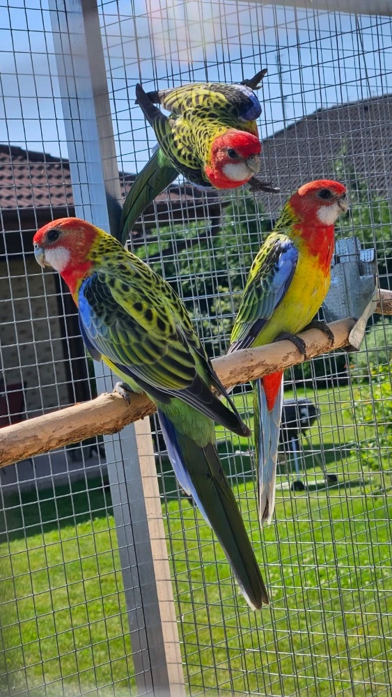 Prodám 6 kusů rosel pestrá nádherná goldmantel z 2025