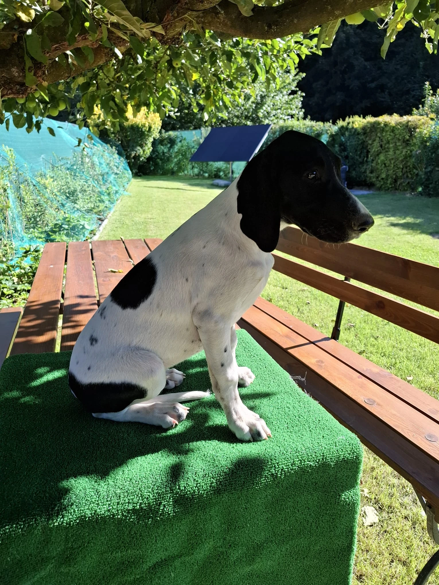 Německý krátkosrstý ohař s PP