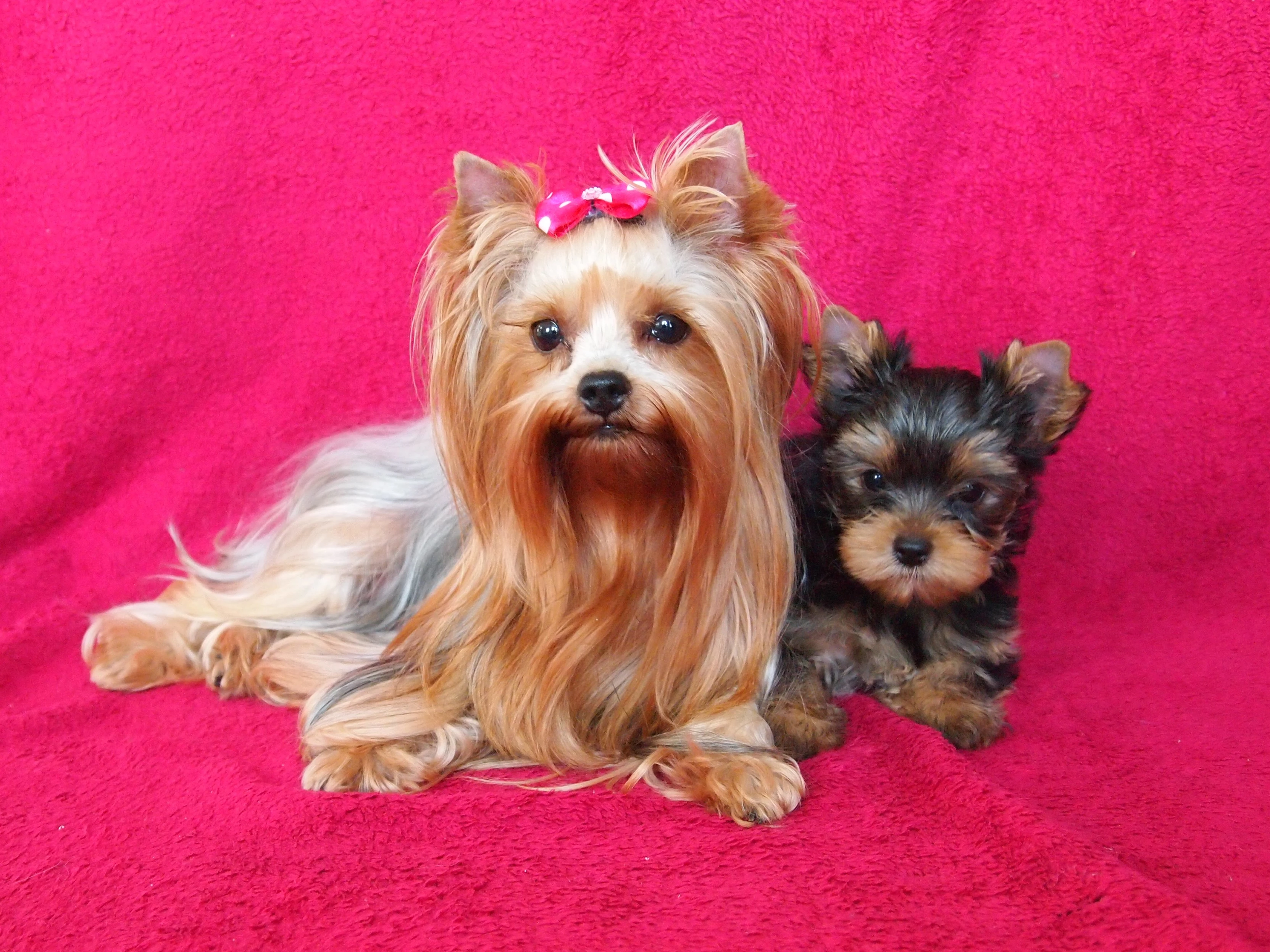 Jorkšírský teriér s PP FCI