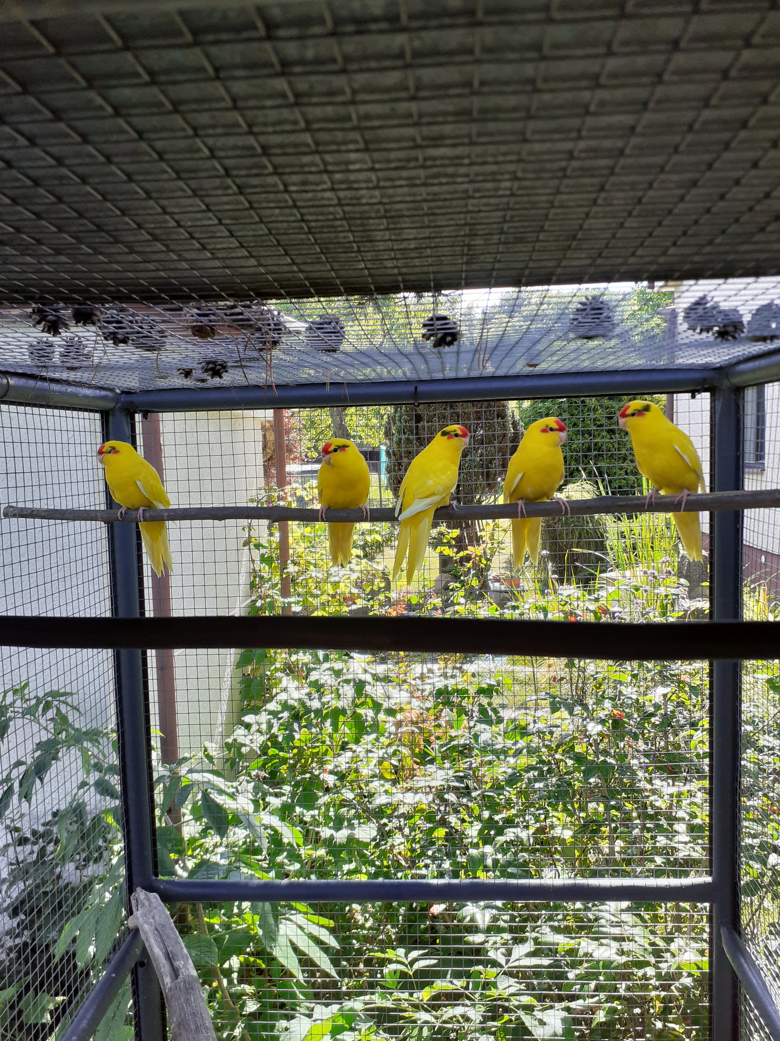 Kakariki červenočelý