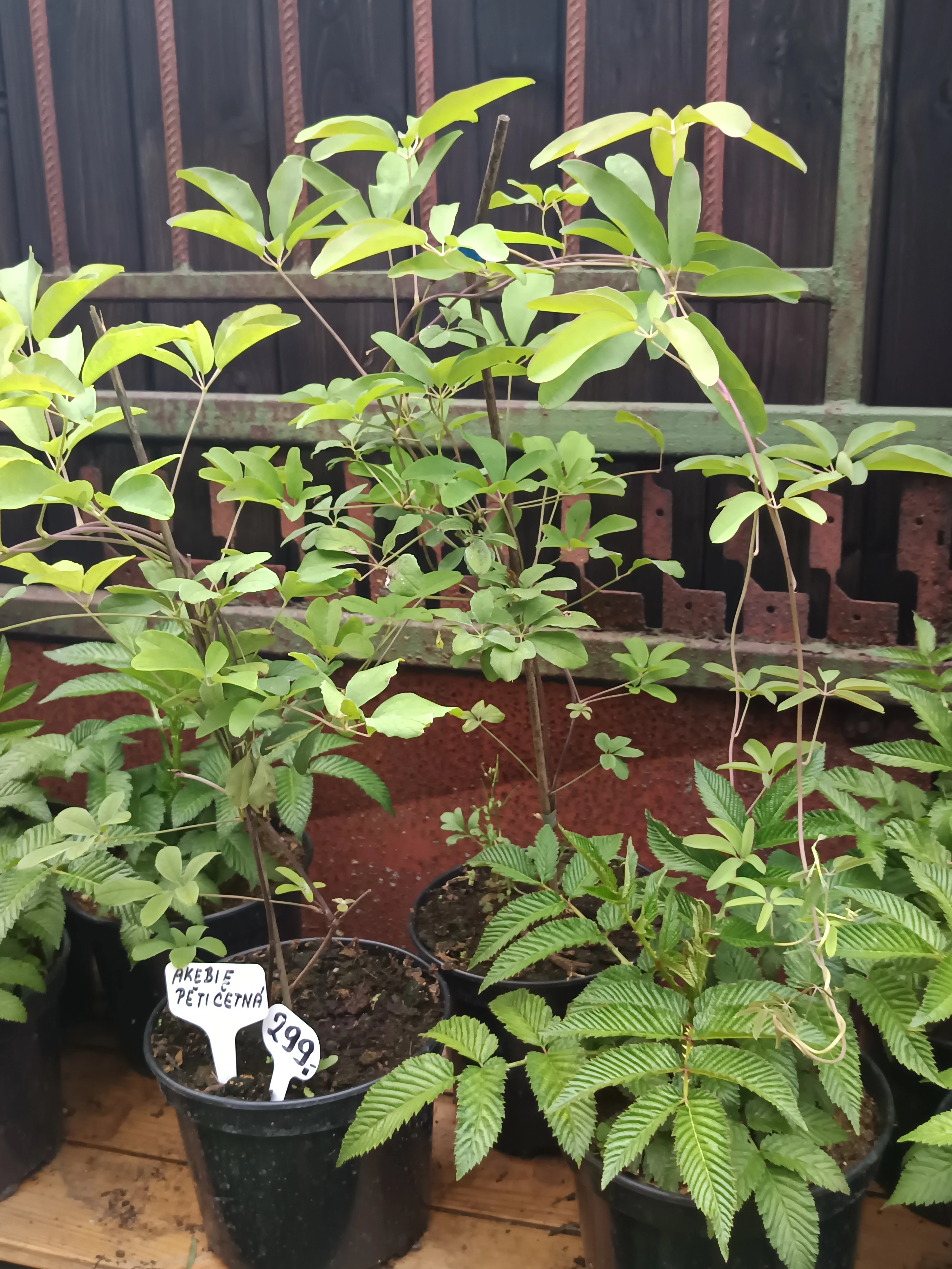 Akebie pětičetná - čokoládová réva