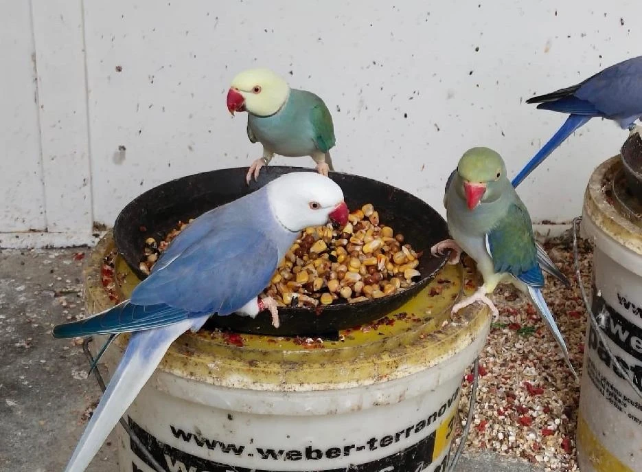 Alexandr malý mutace