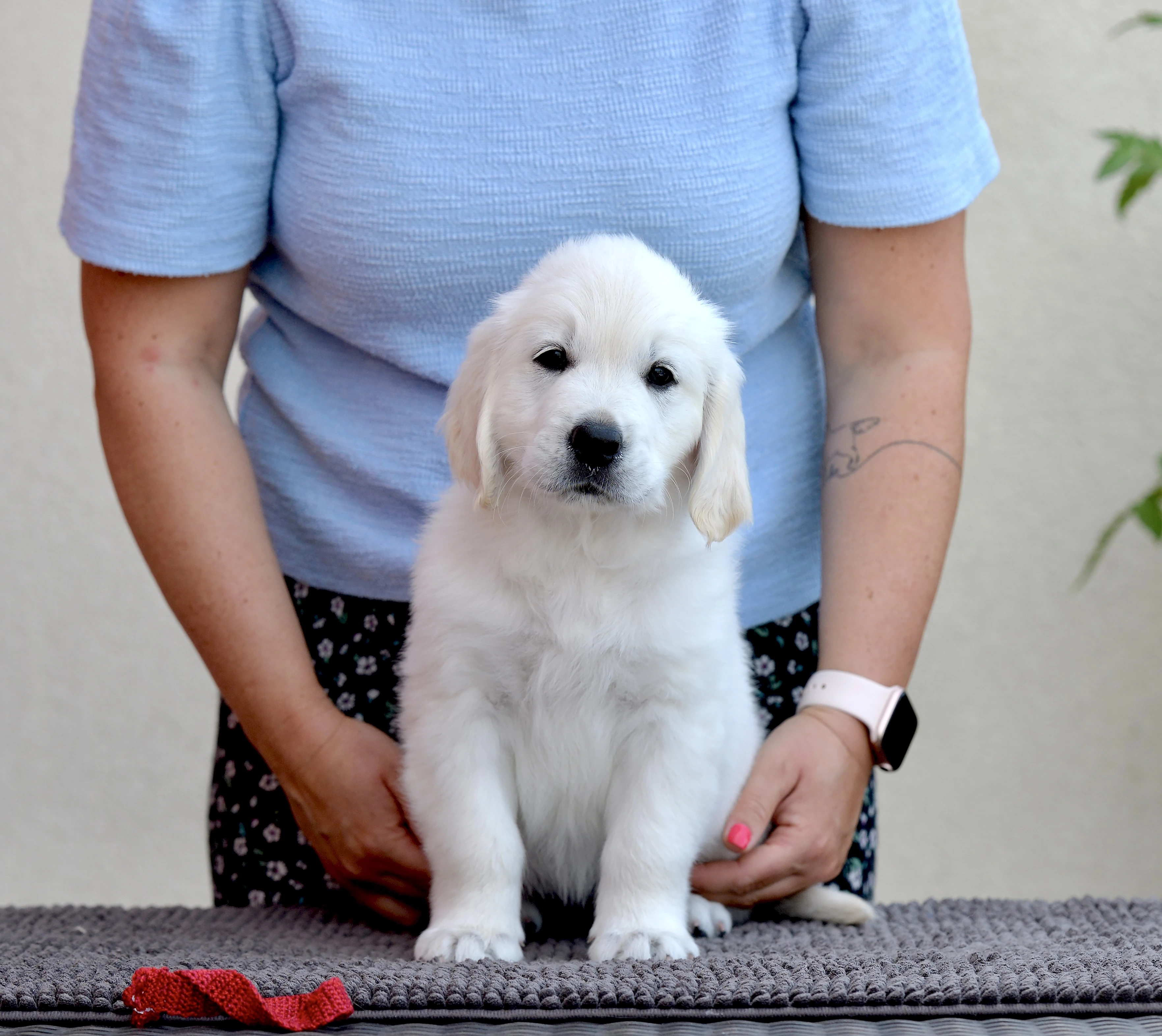 Zlatý retrívr štěňátka s PP - zahraniční krytí