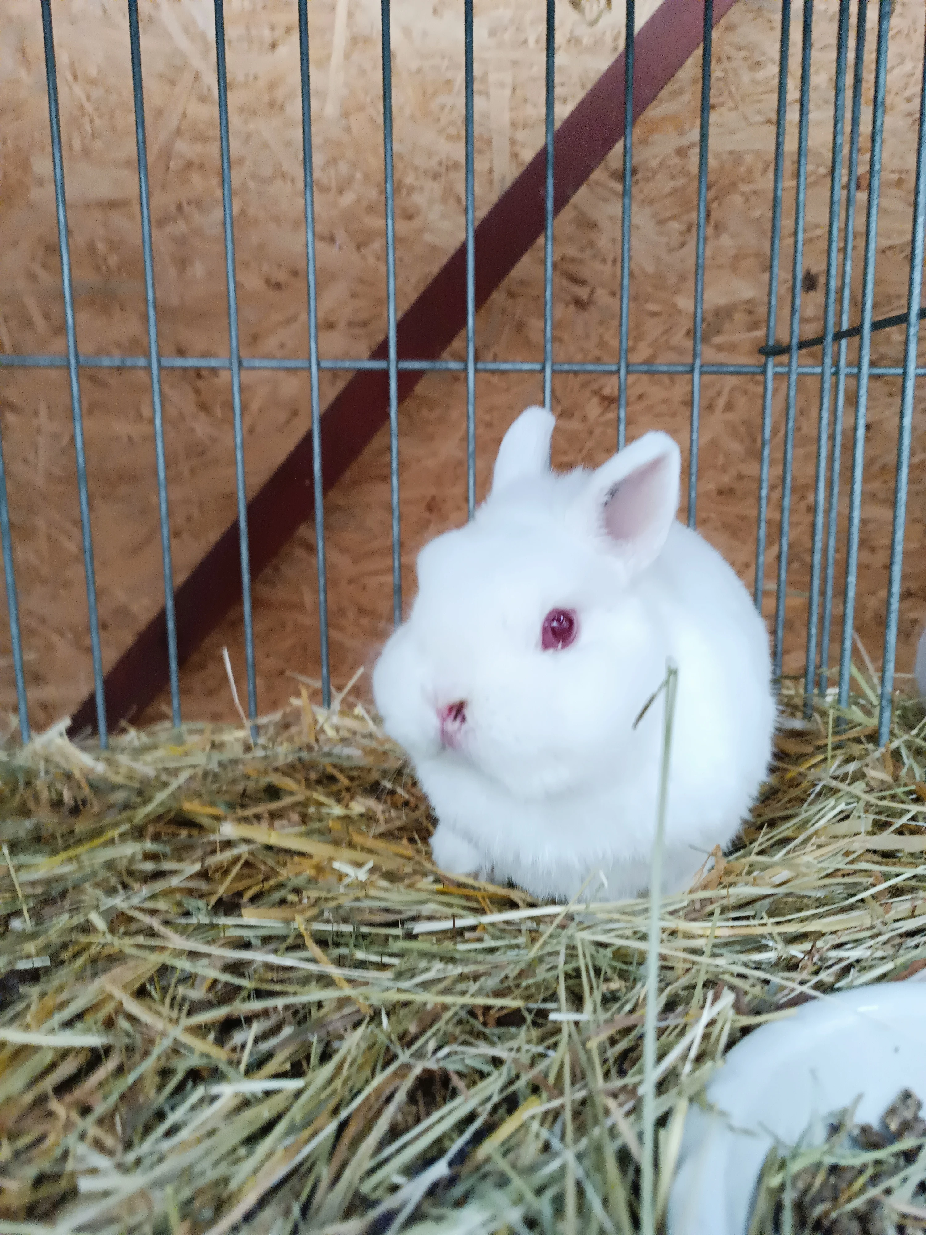 Prodám zakrslé králíčky hermelíny červenooké.