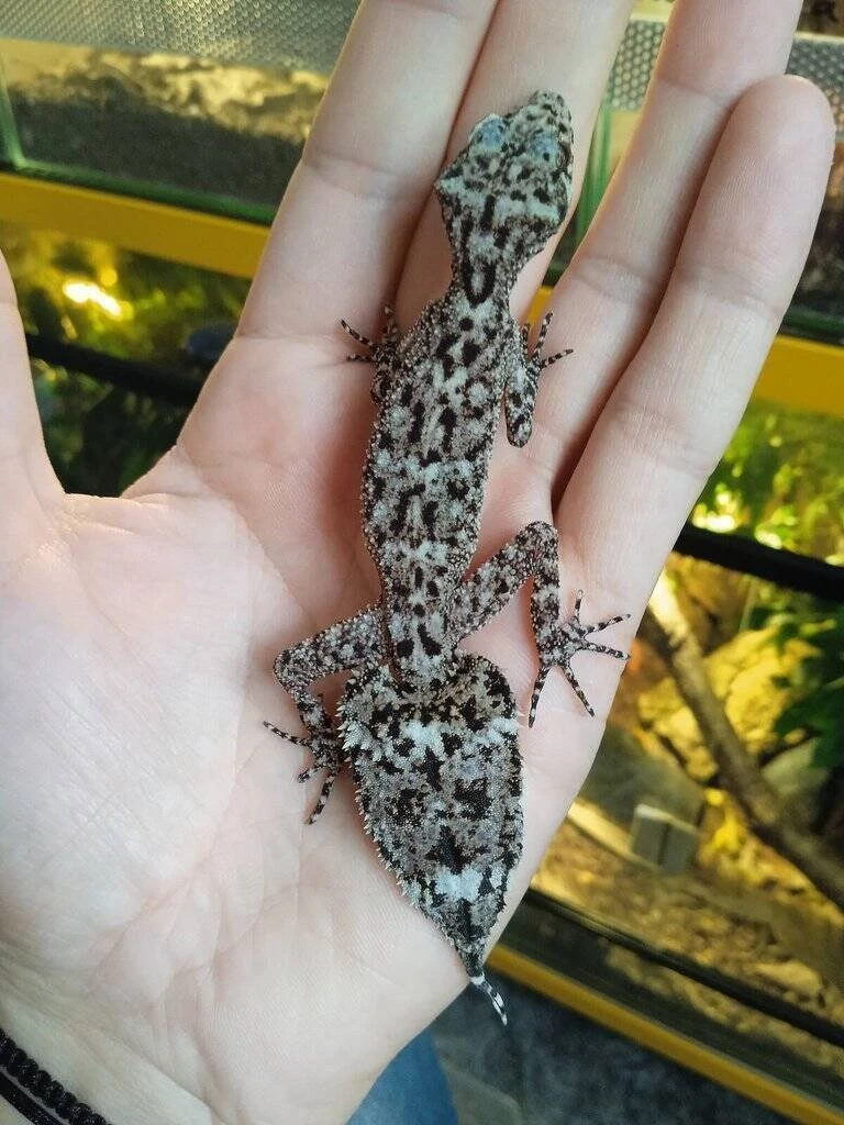 Goniurosaurus spp., Eublepharis angramainyu, Phyllurus amnicola