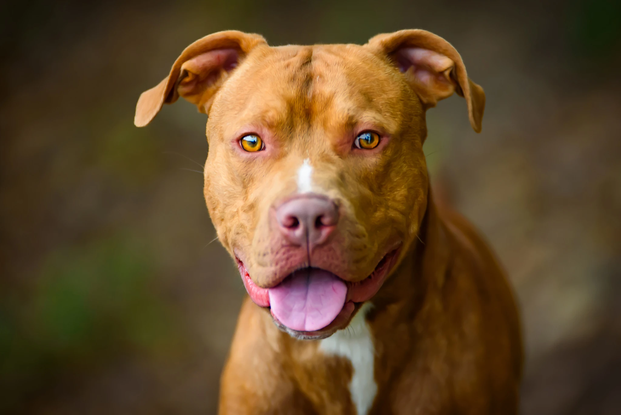 Miláček Woody – lesní terapeut - americký pitbulteriér