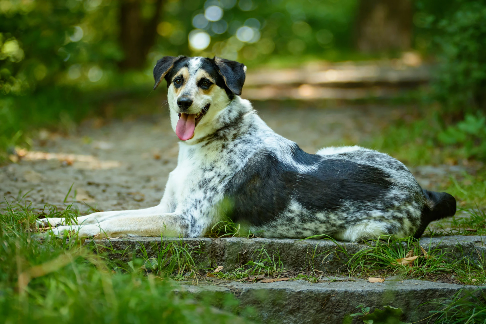 Malcolm – sympatický skot - "kolie"