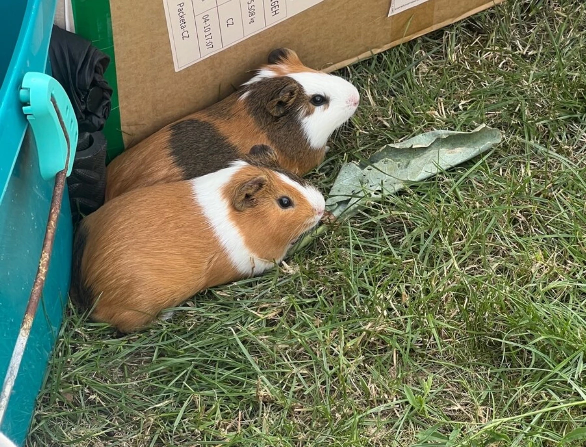 Prodám 2 morčata – samečci, 9 měsíců (Praha 5/Štěchovice)