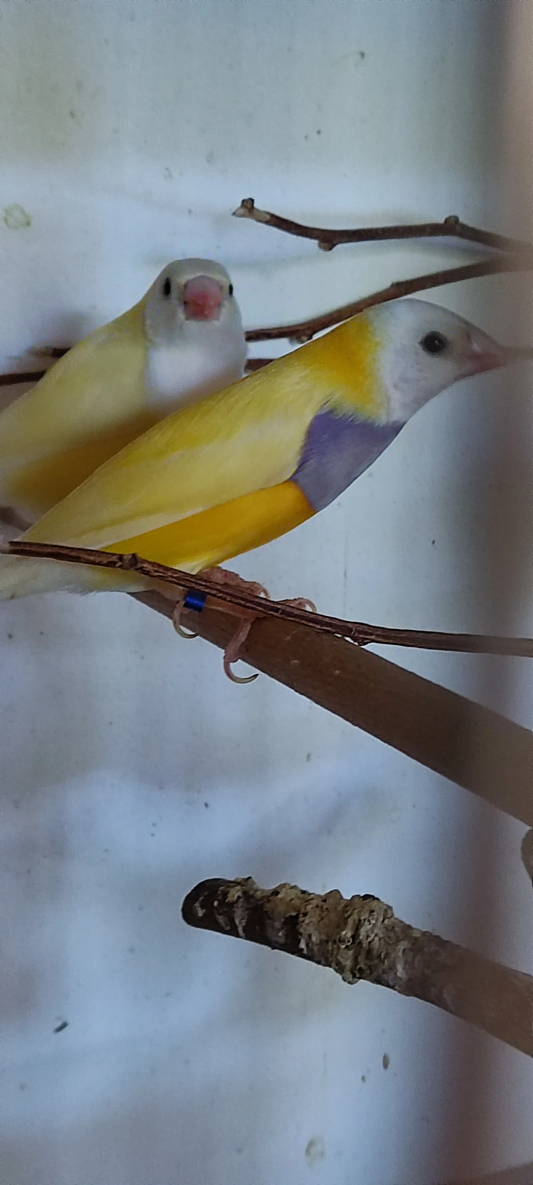 Prodám amadinu gouldovou