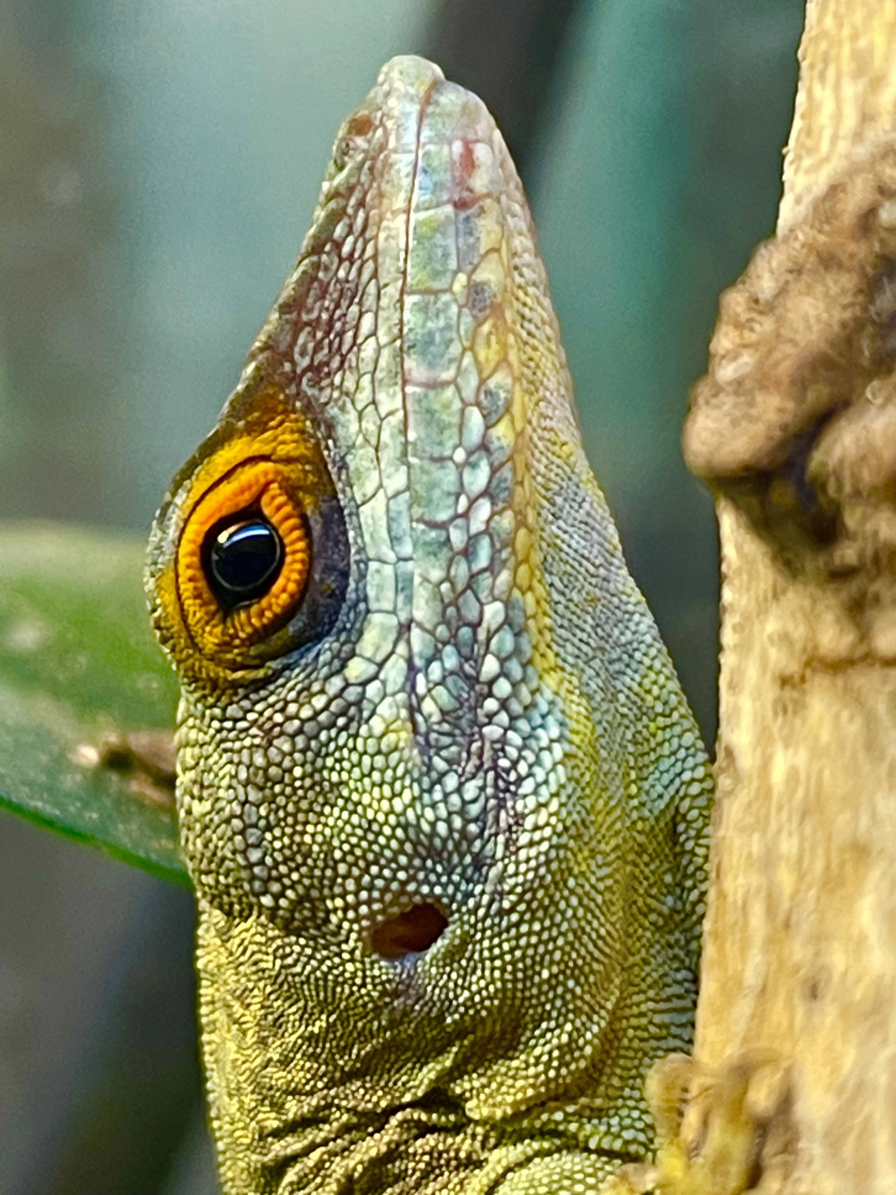 1,1 anolis desiradei