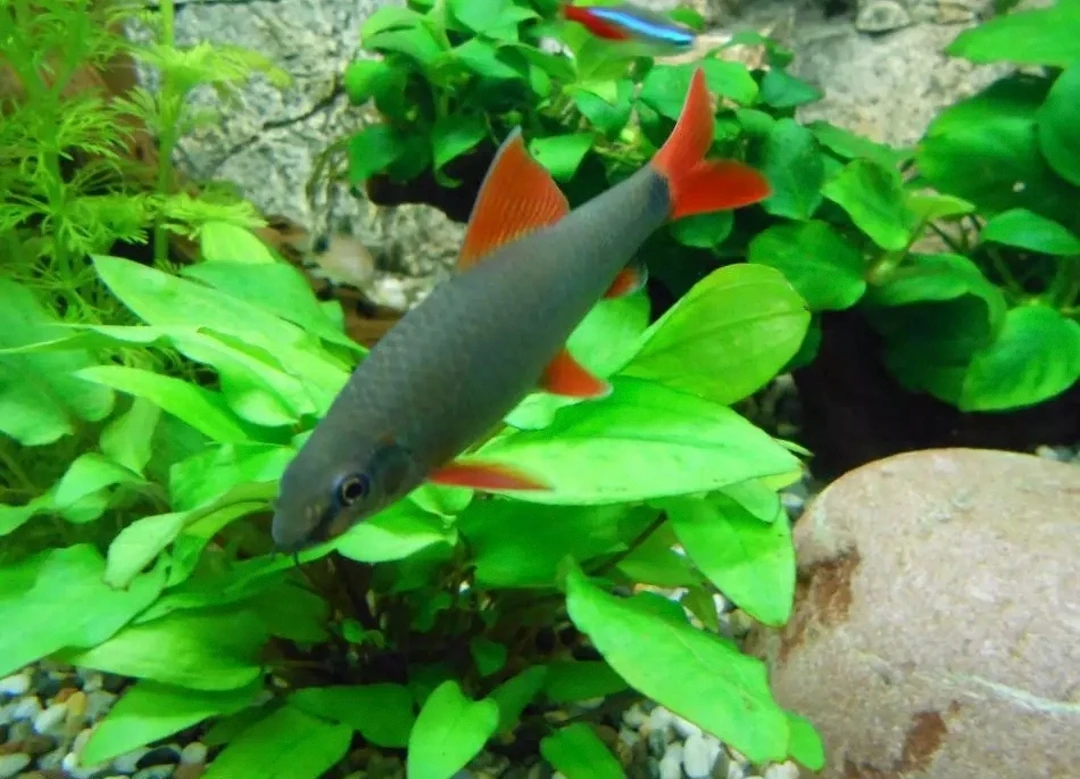 Labeo červenoploutvé.