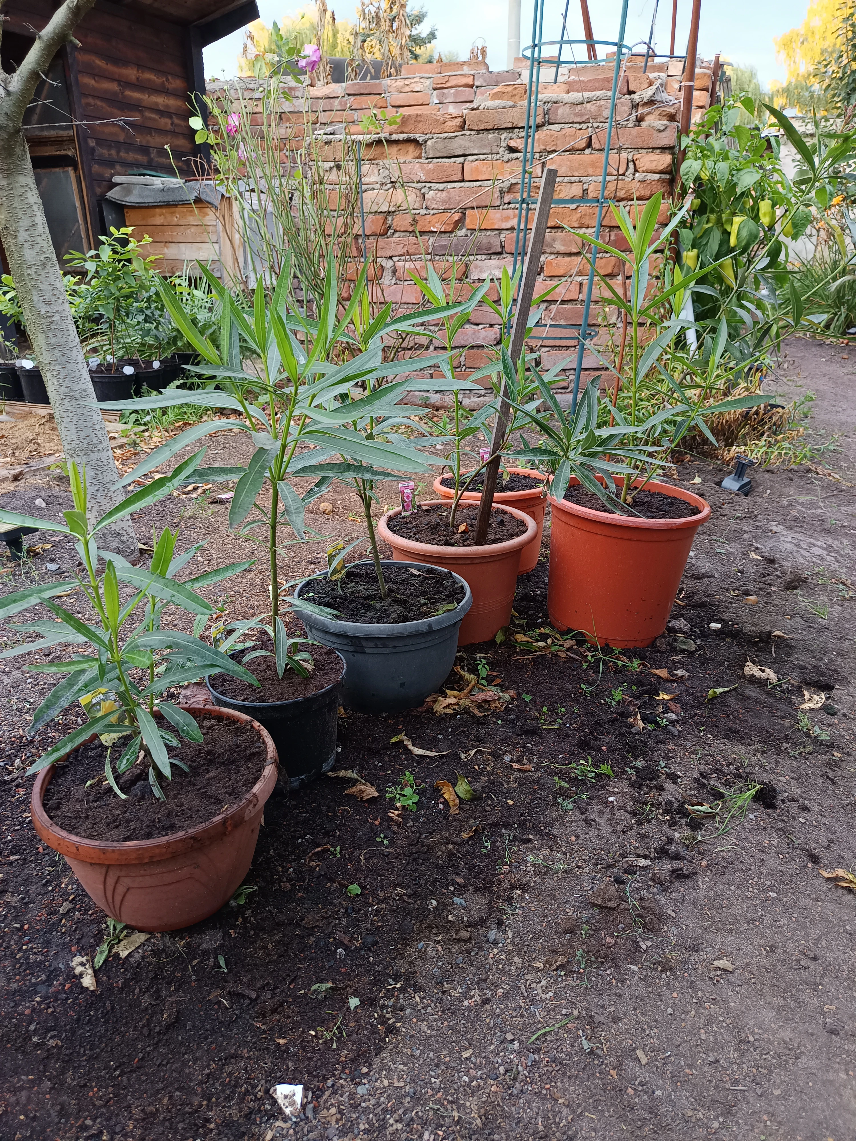 Oleandr plnokvětý oranžový