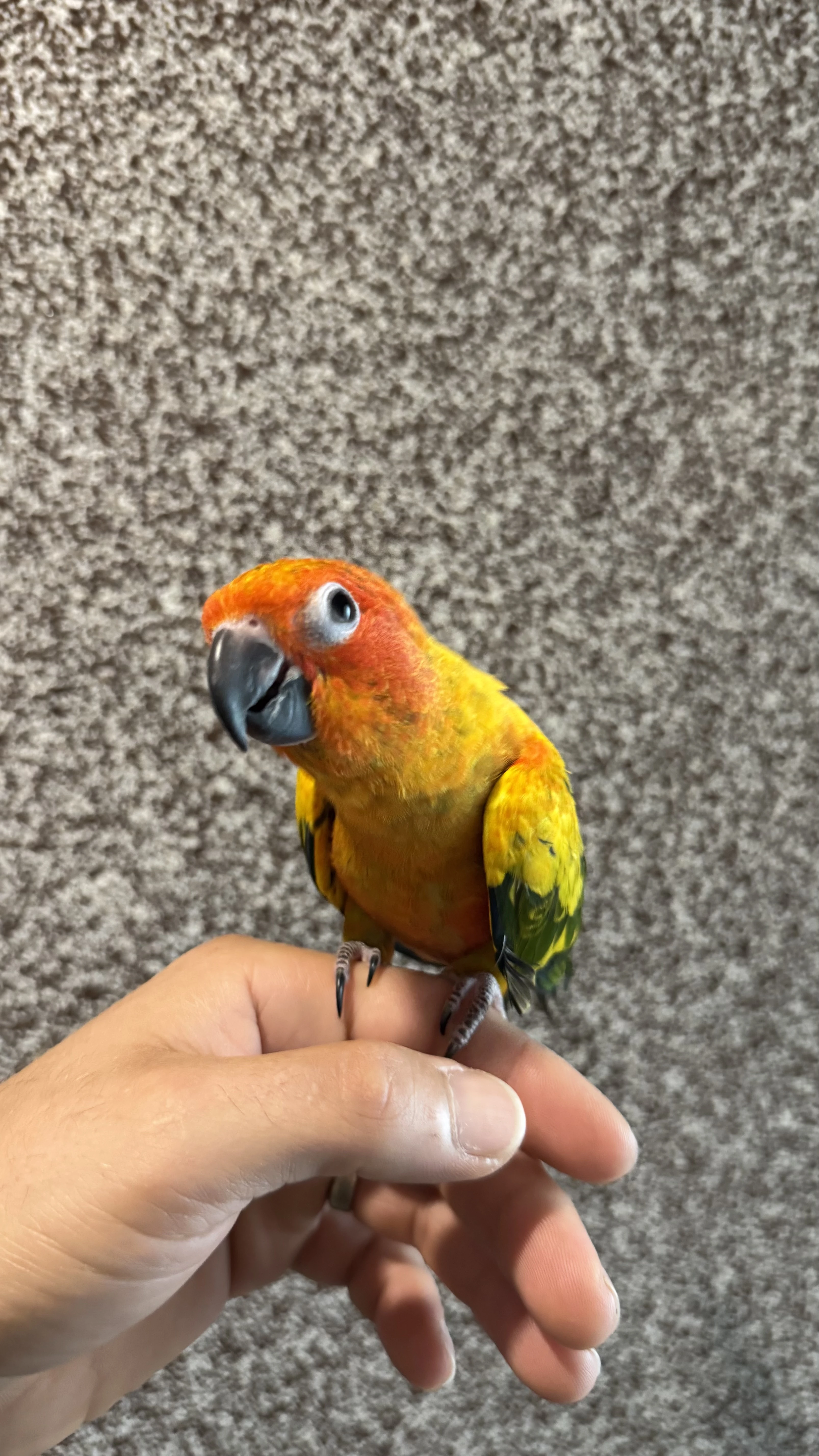 Ručně dokrmená krotká mláďata arating slunečních