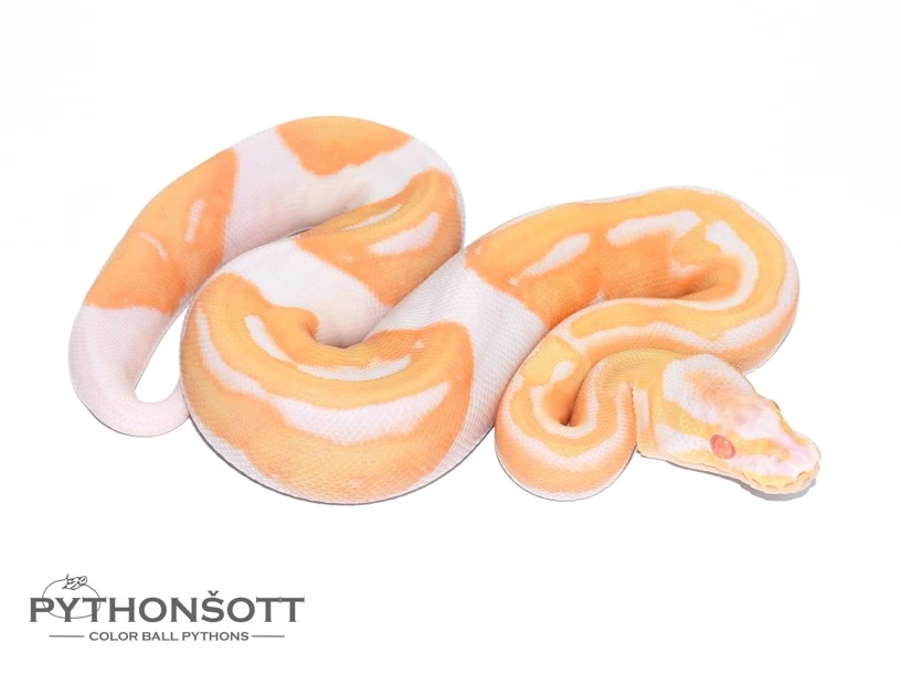 Nová nabídka mláďat krajty královské