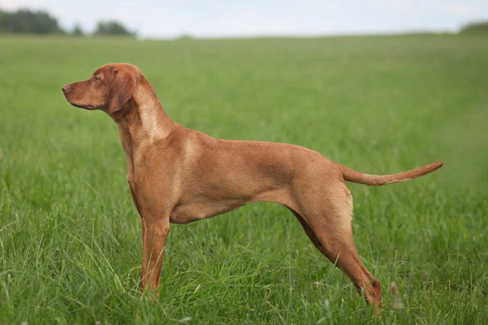 Rezervace štěňat v typu Maďarský ohař krátkosrstý - Vizsla