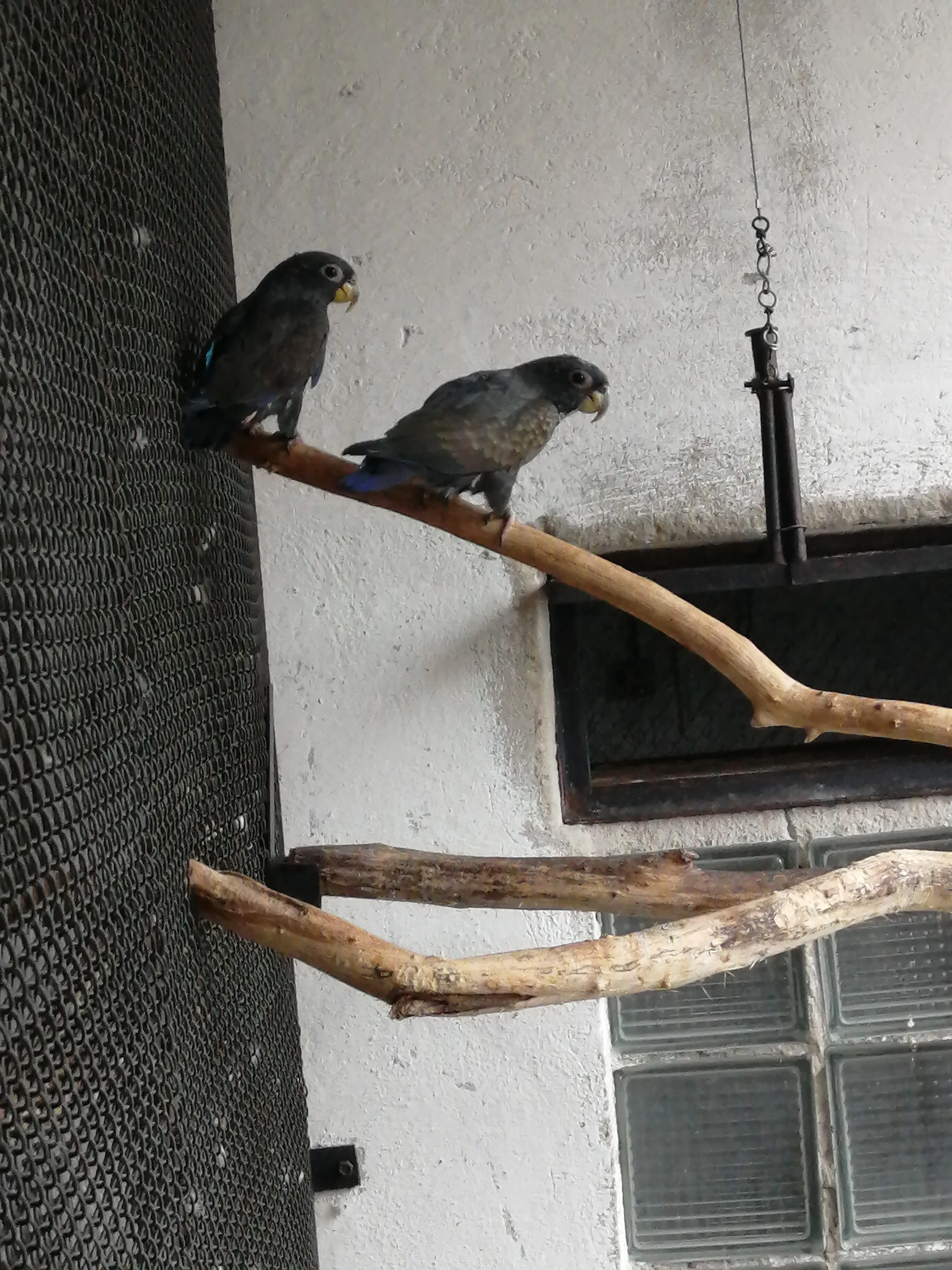 Prodám amazonek bronzovokridly