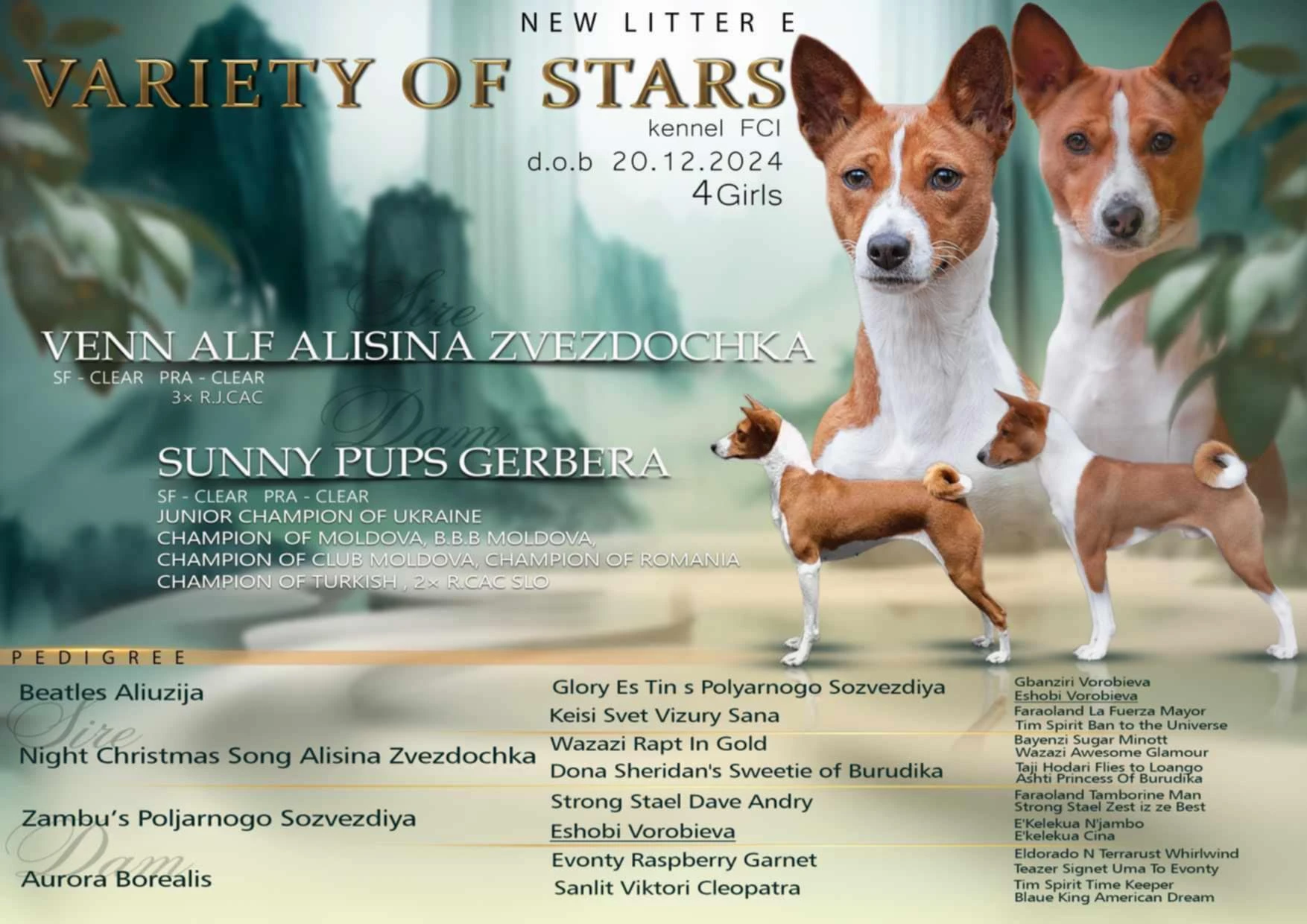 Fenka basenji s PP Esperanza