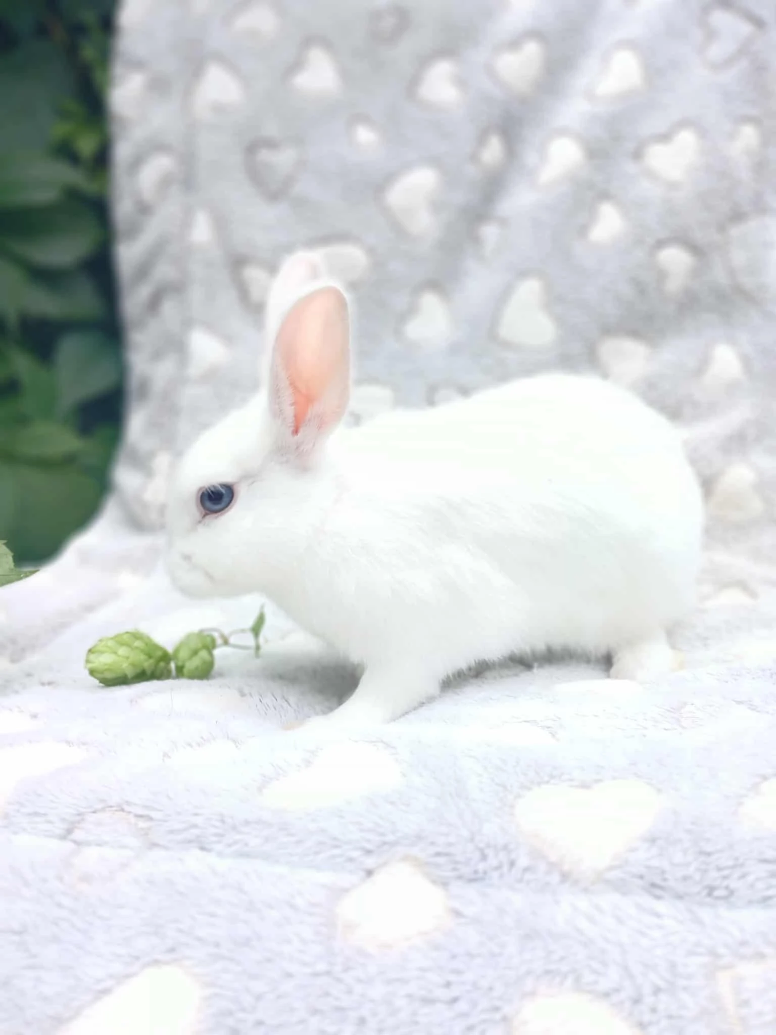 Zakrslý králíček - Hladký ( Samička )