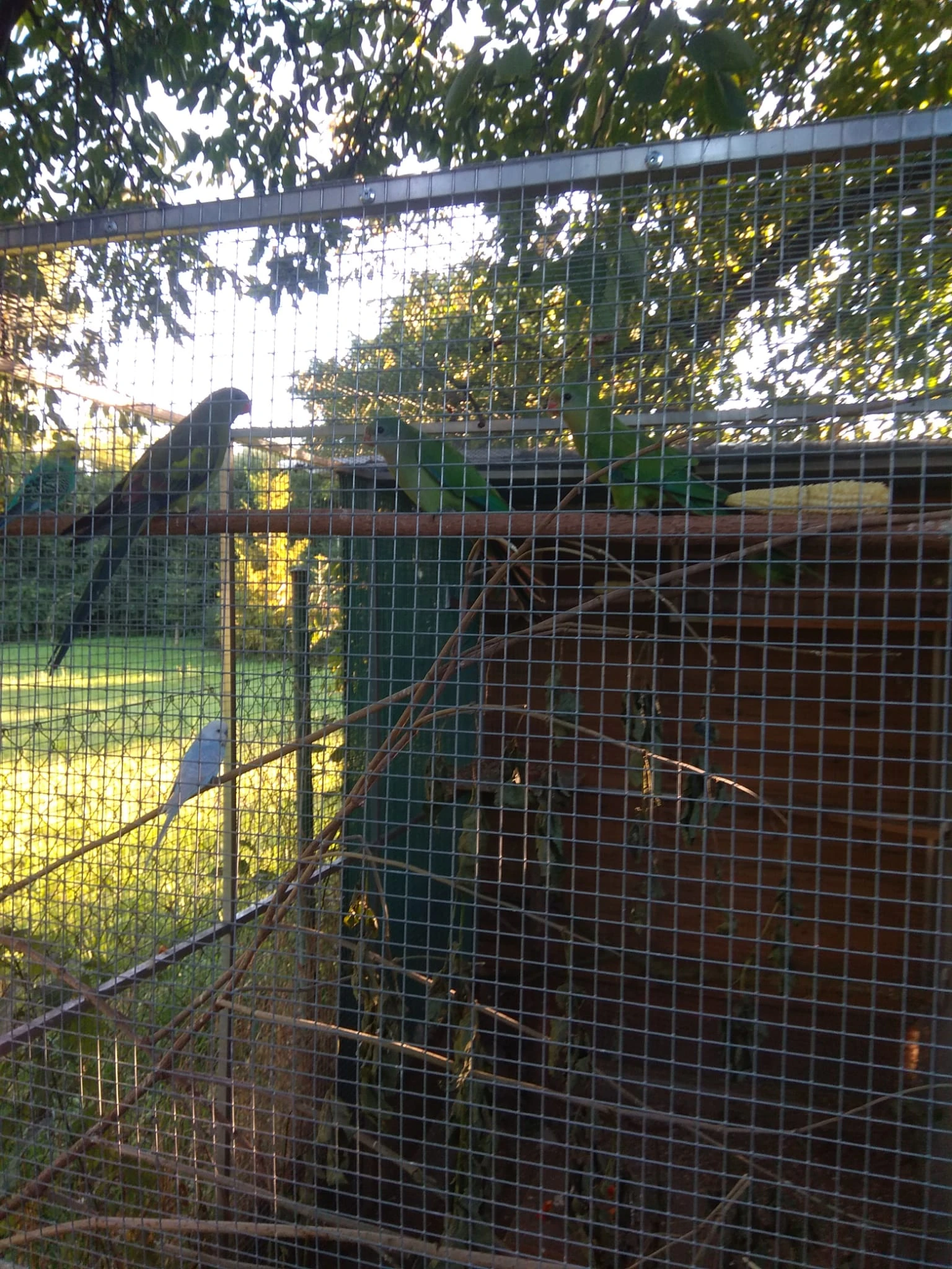 Papoušek nádherný