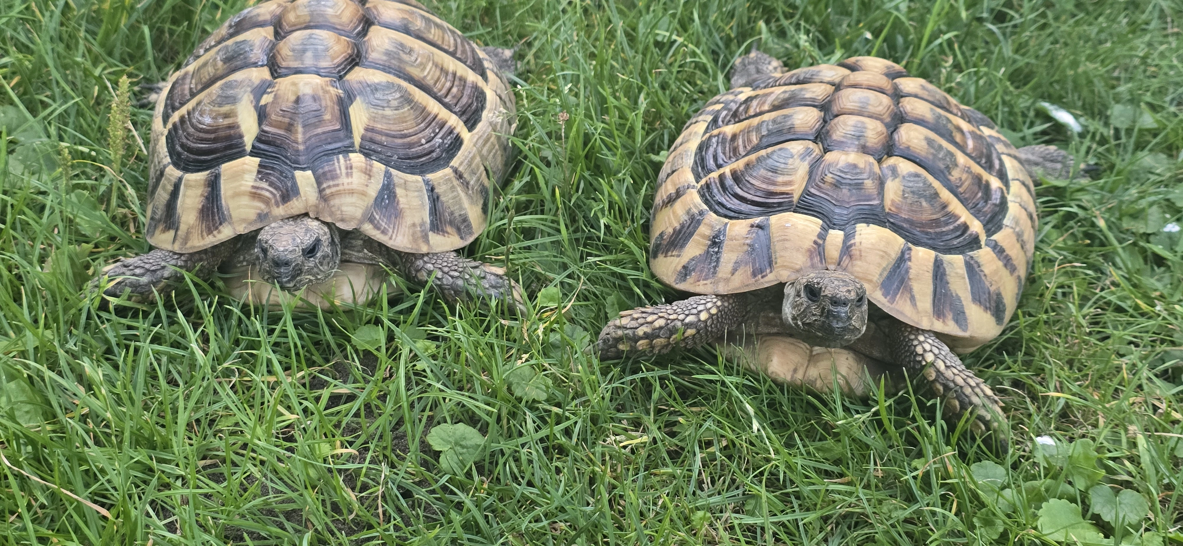 Dvě želvy zelenavé