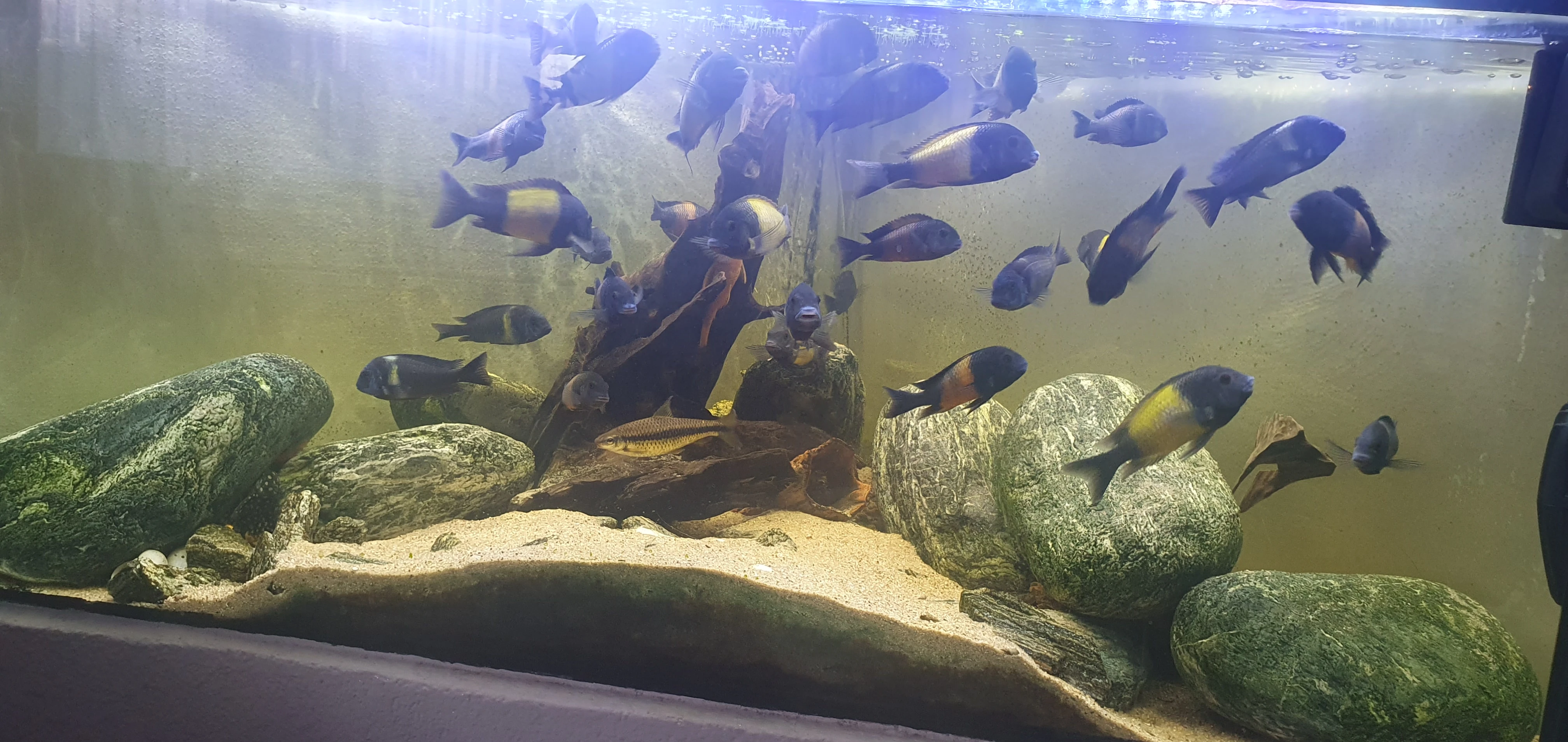 Tropheus