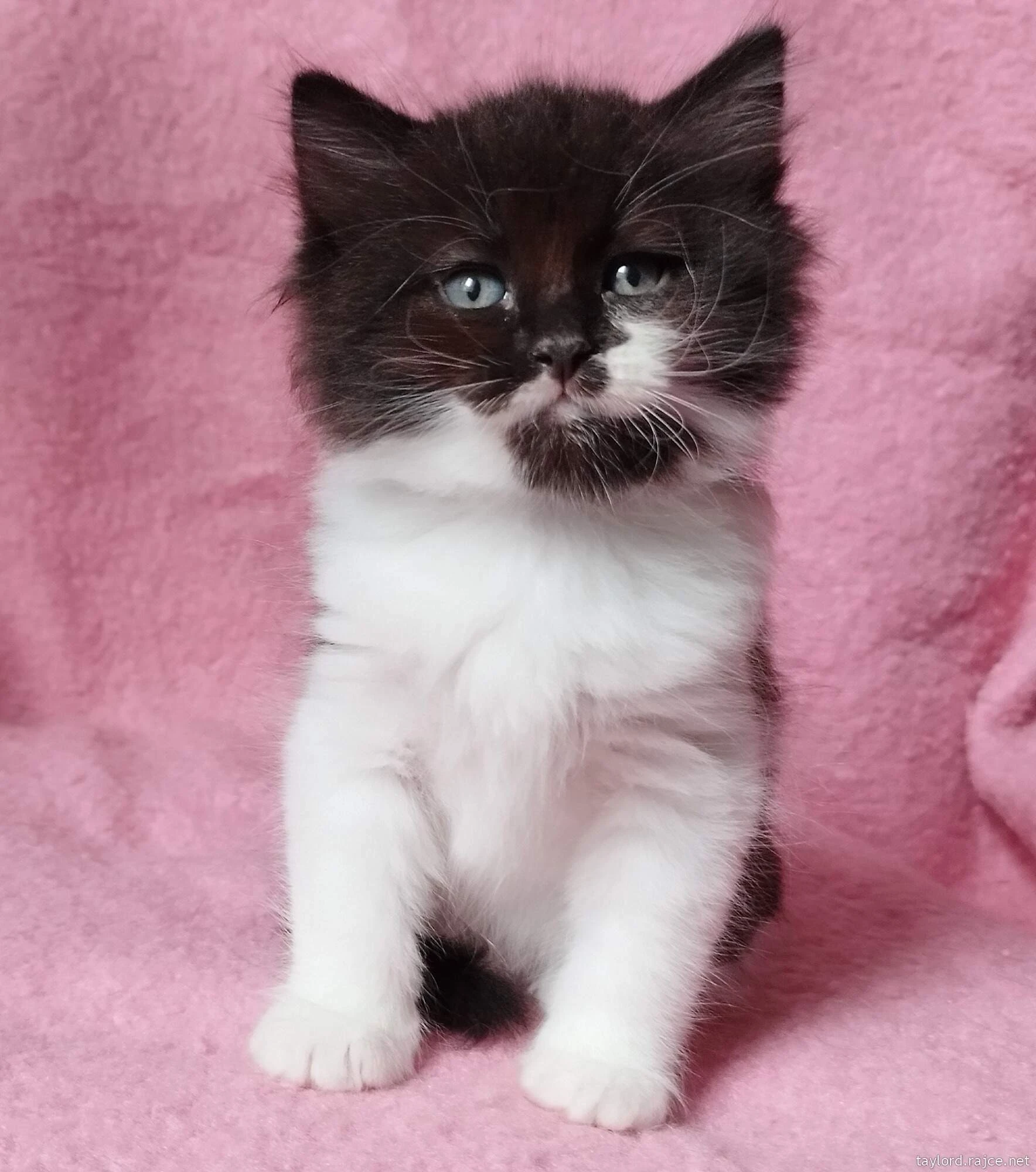 Sibiřský kocourek Zoran