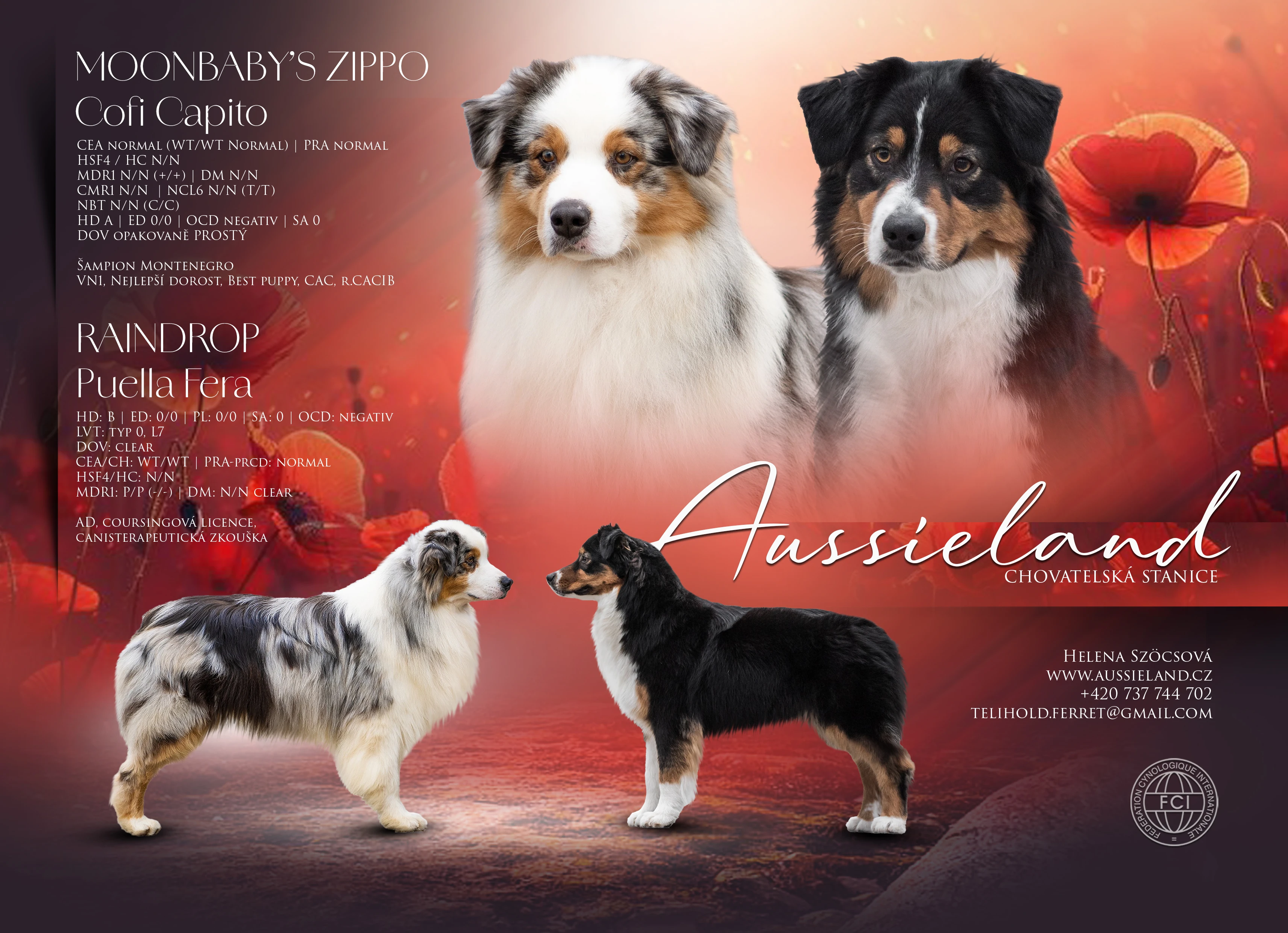 Australský ovčák s PP - štěňata