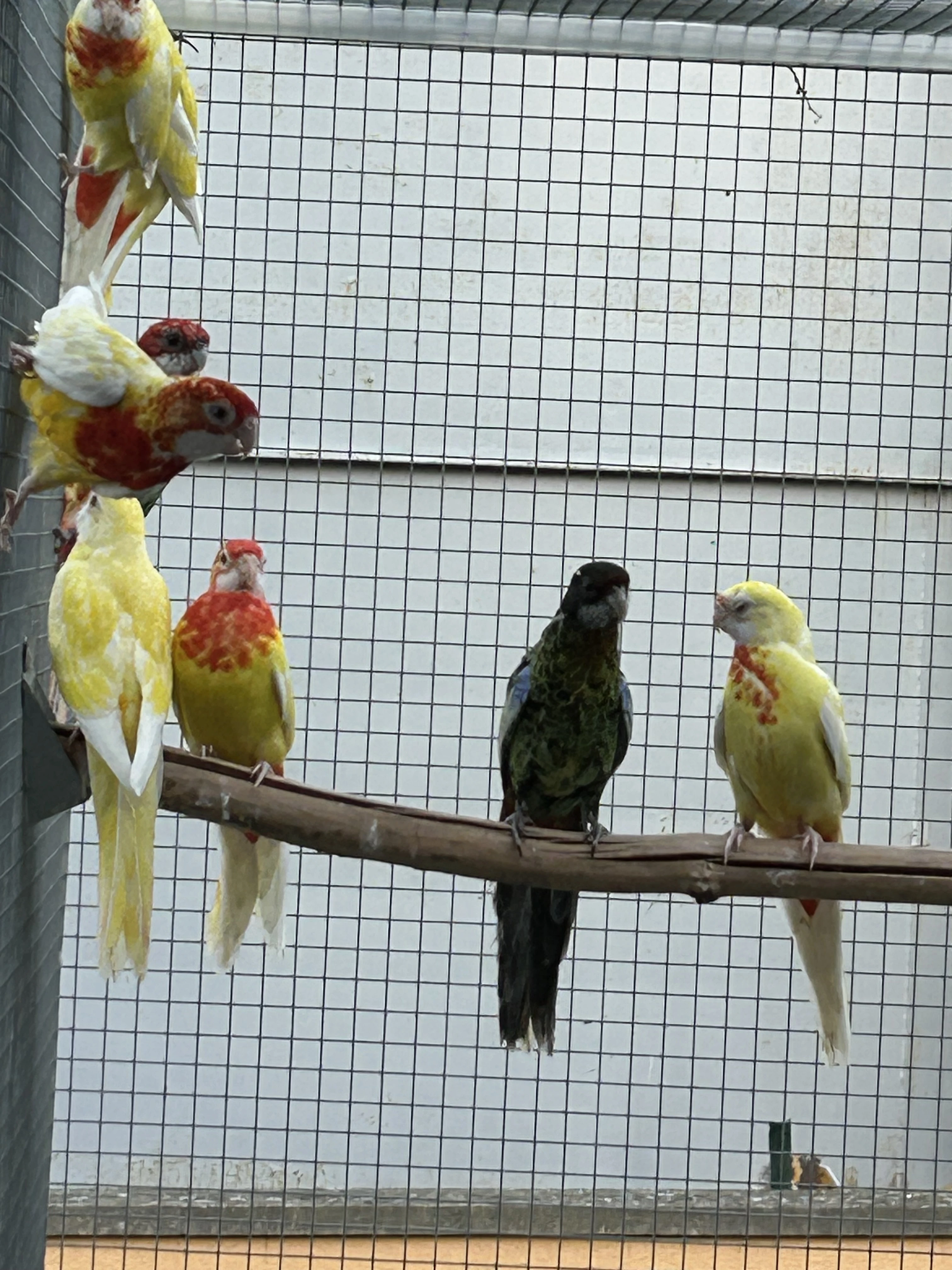 Rosela pestrá černá