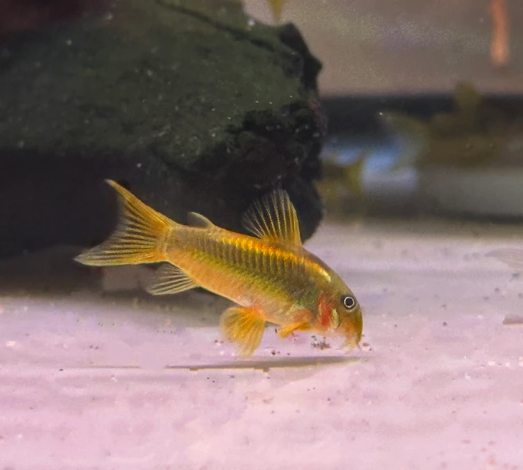 Corydoras gold laser - CW010 a jiné rybky