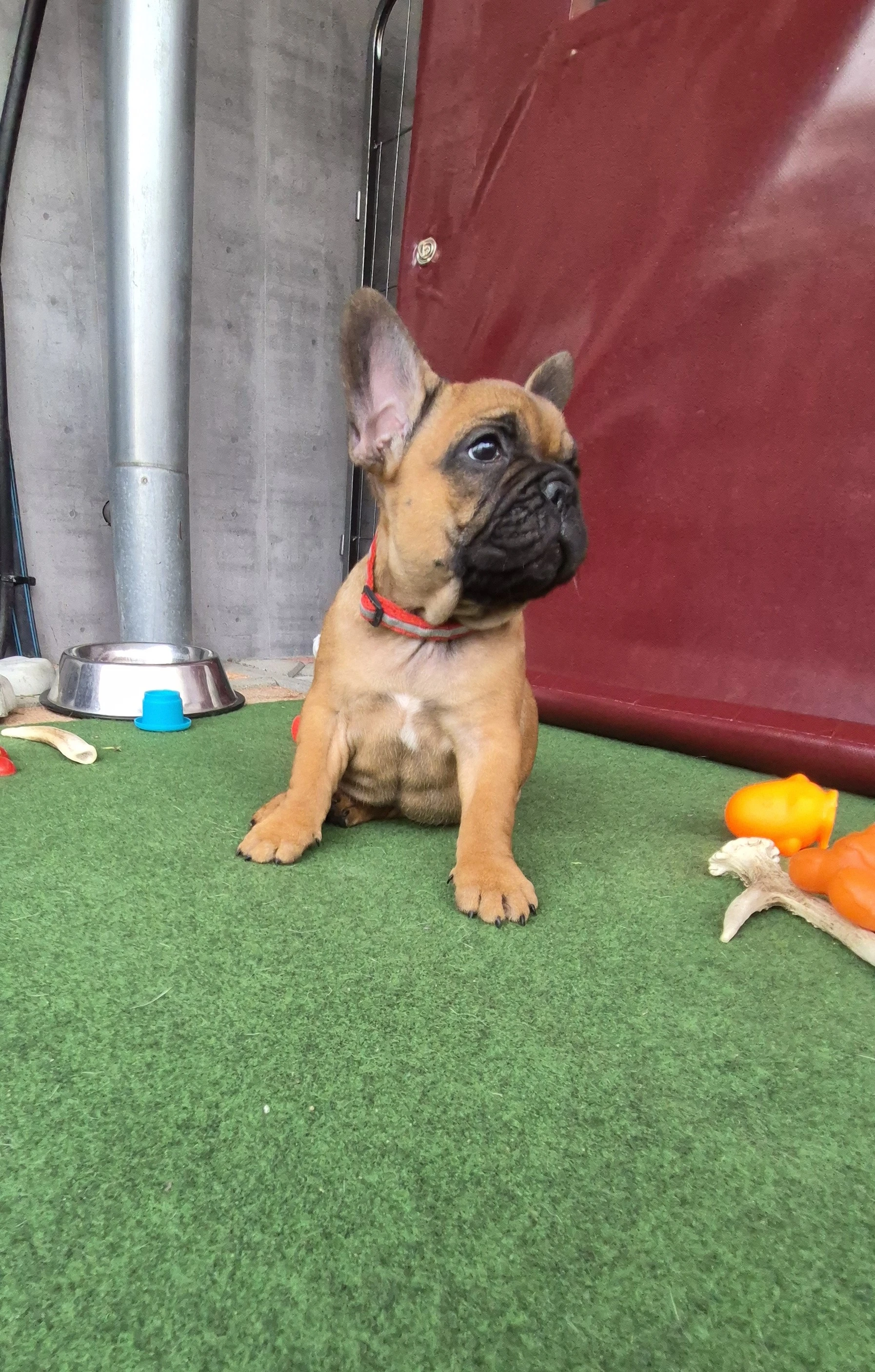 Francúzsy buldoček s PP.