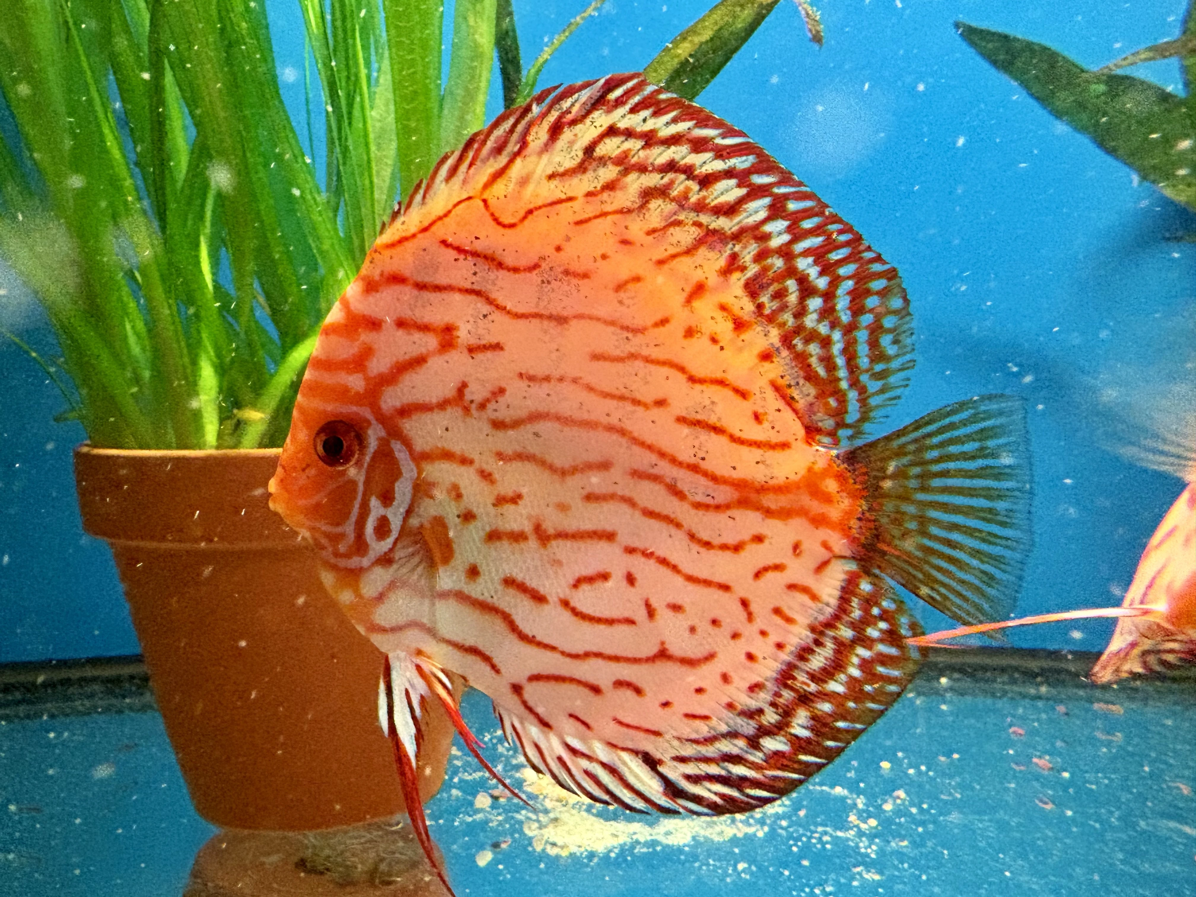 Discus checkerboard