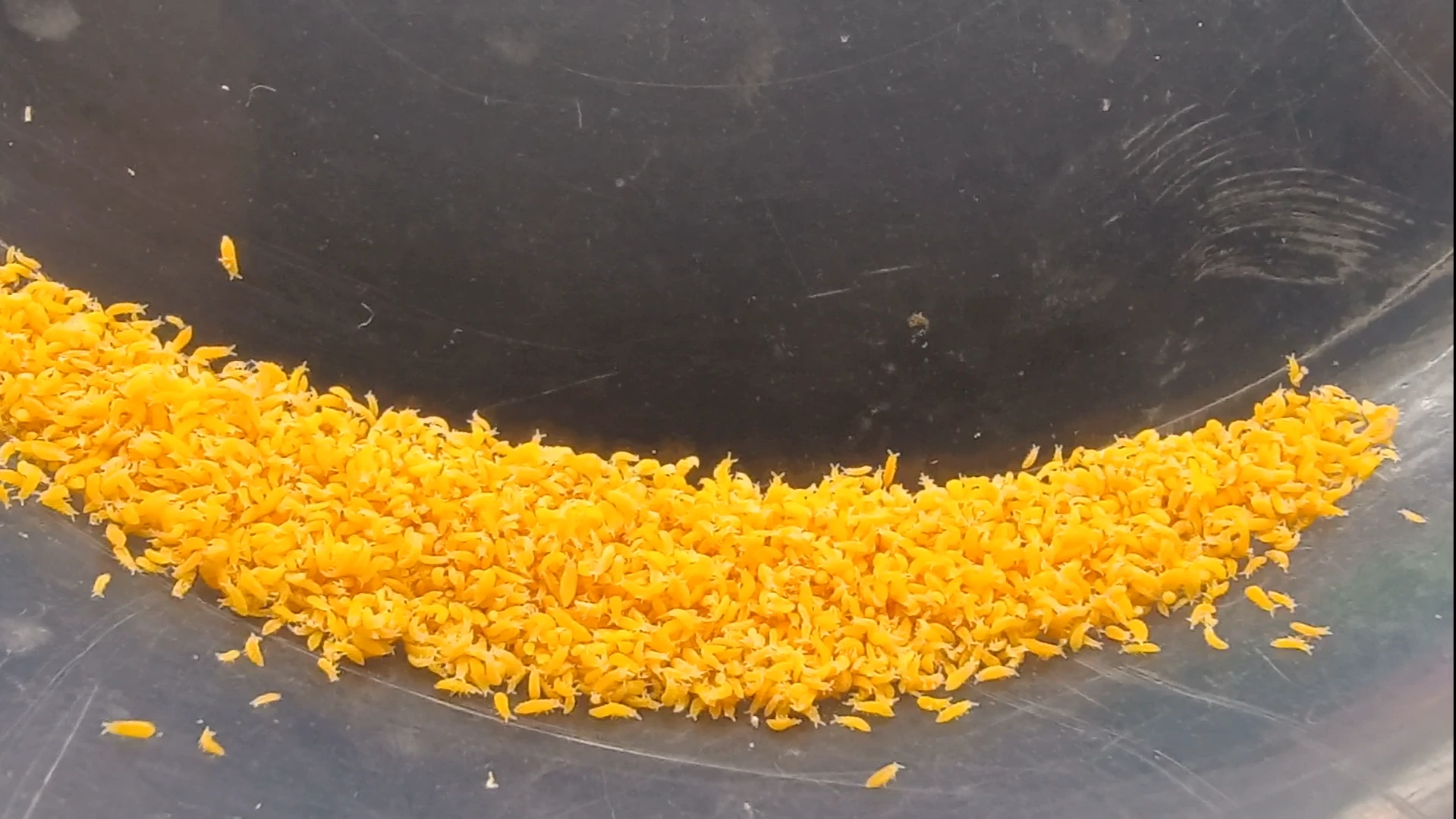  Ceratophysella isabellae Yellow Albino